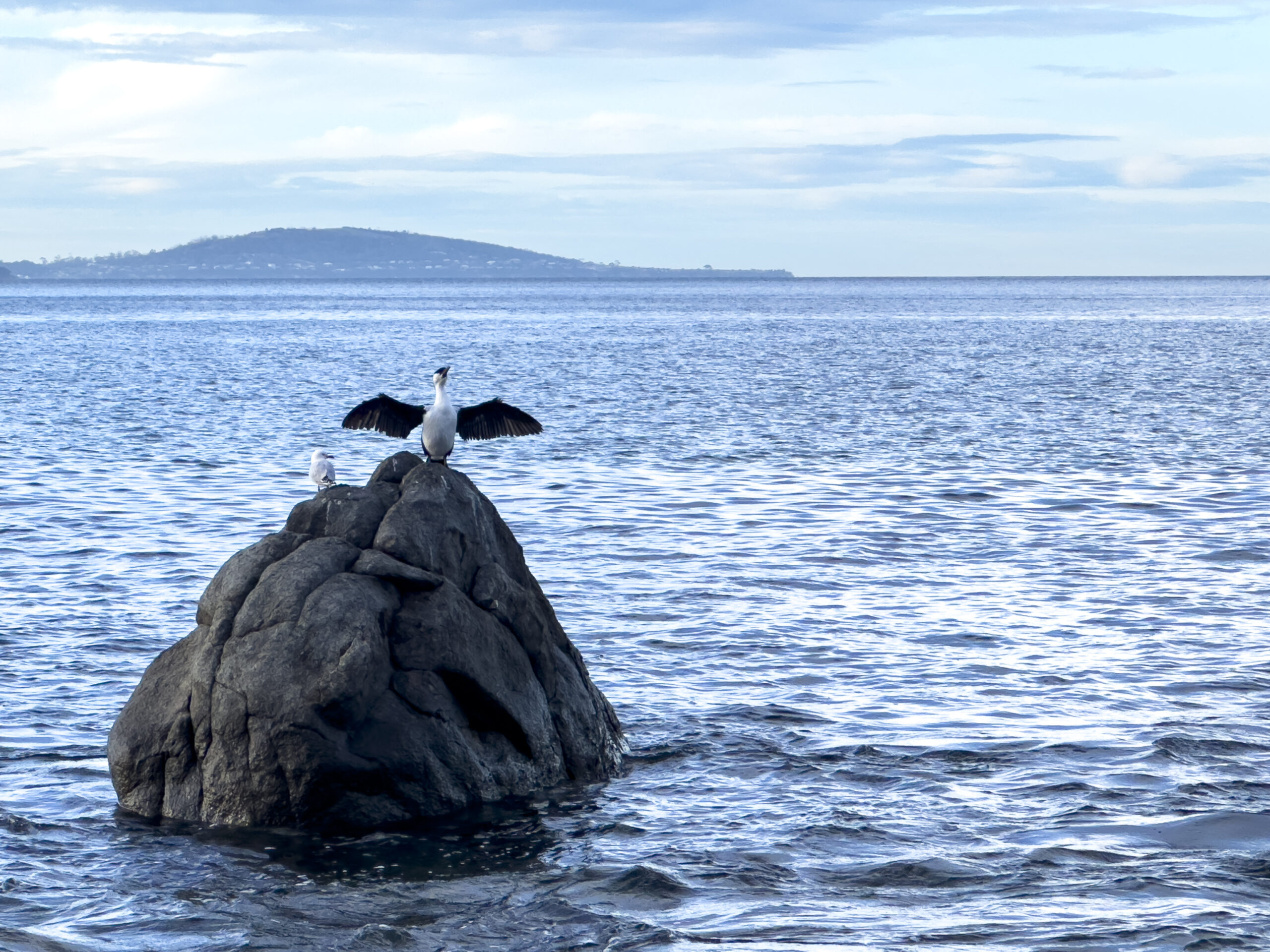 A black bird standing on a rock in the water with its wings outstretched. There is a small gull on the rock too.