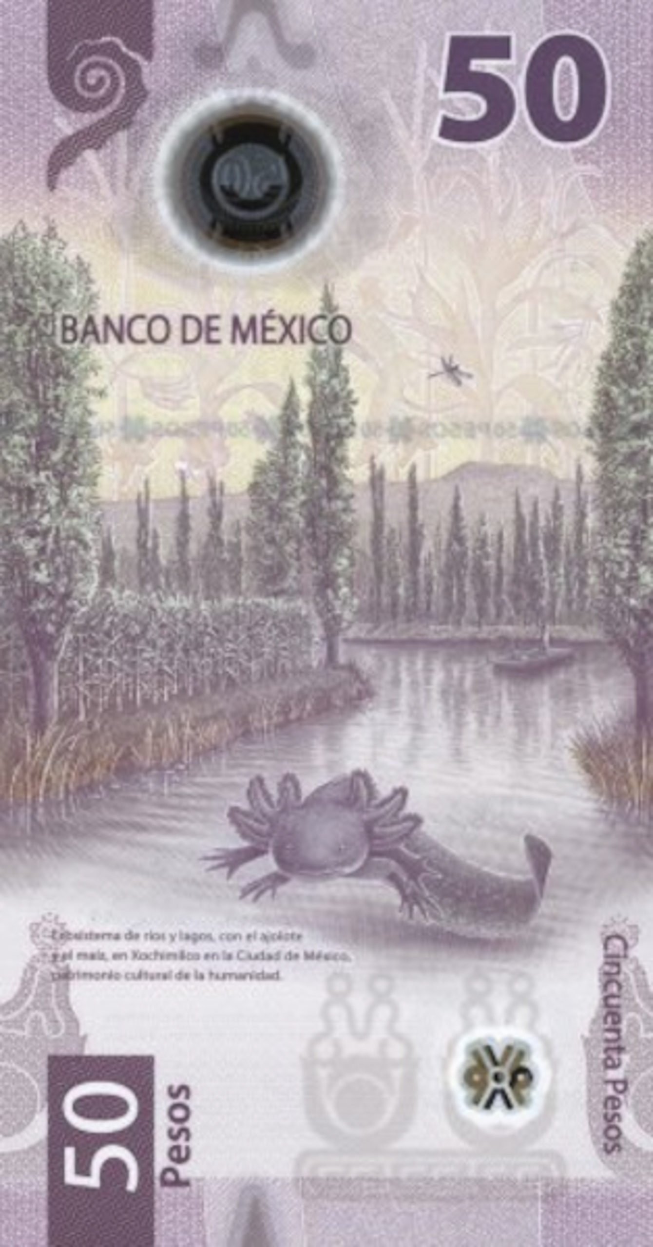 A pink coloured bank note featuring an axolotl