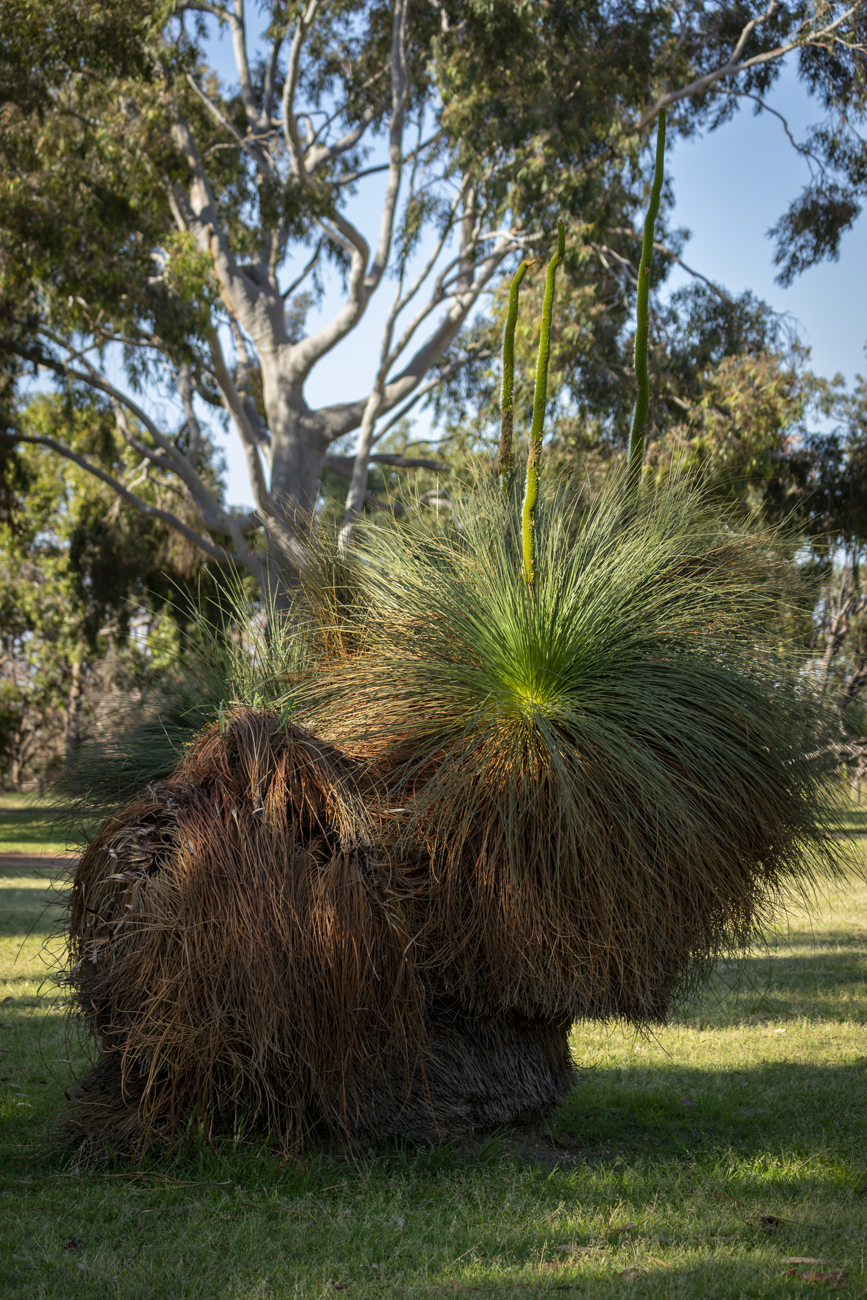 A big clump of some kind of native grass