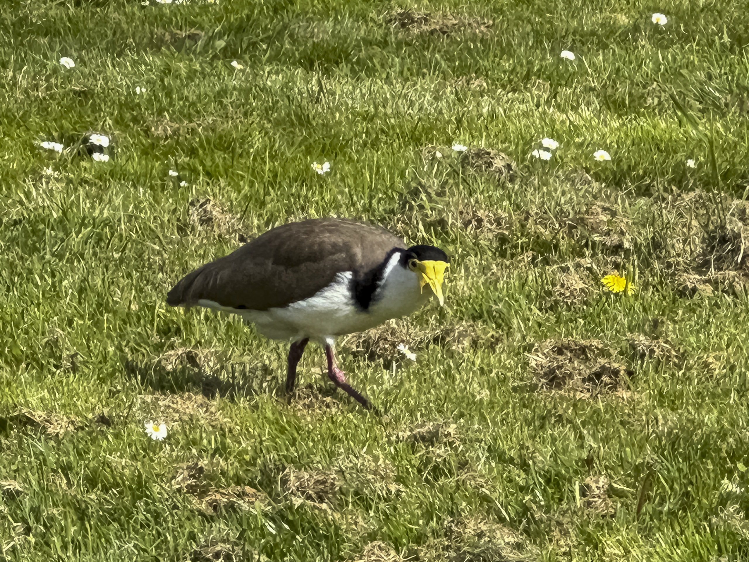 A brown and white bird with a yellow beak and mask walking in the grass