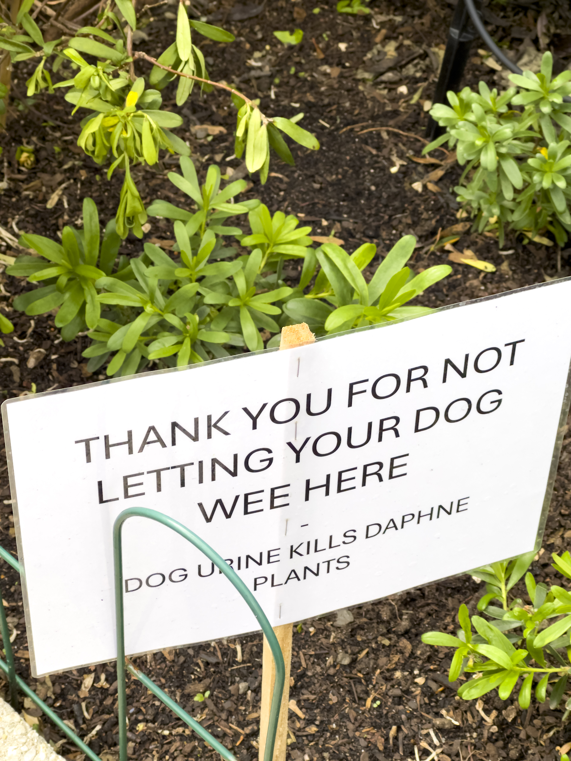 A printed black and white sign in a garden that says "Thank you for not letting your dog wee here. Dog urine kills daphne plants"