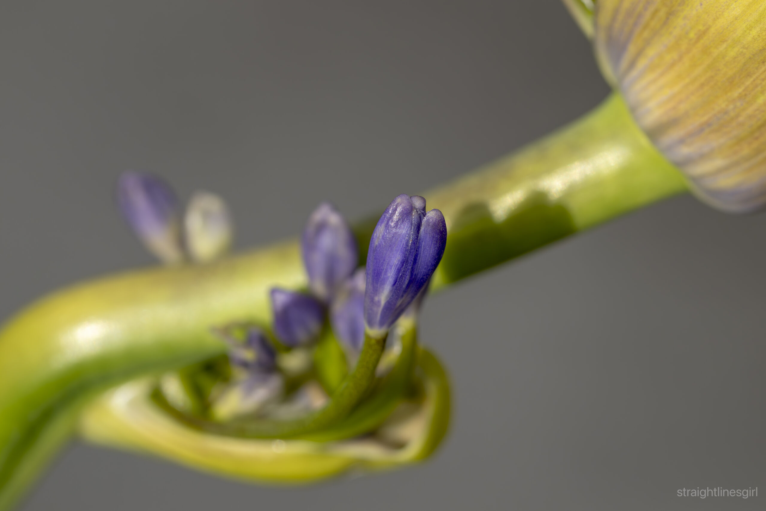 A purple agapanthus bud opening on the side of an agapanthus stalk