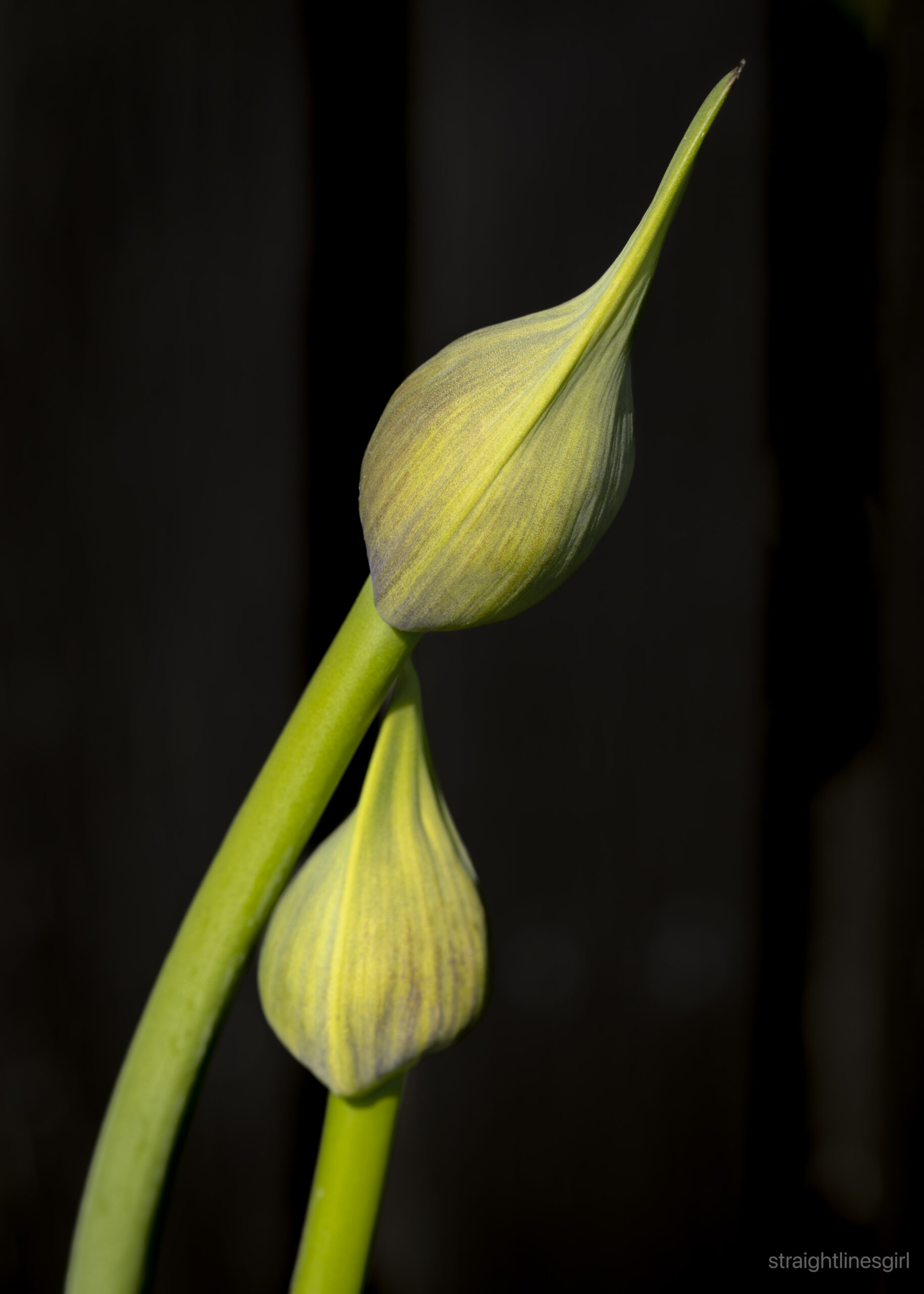 Two closed agapanthus buds intertwined. 