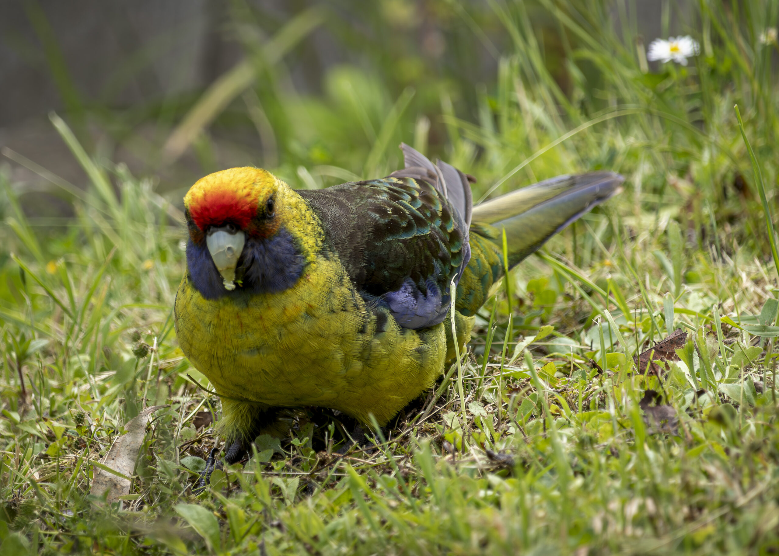 A green bird with a red splash on it head and specks of blue