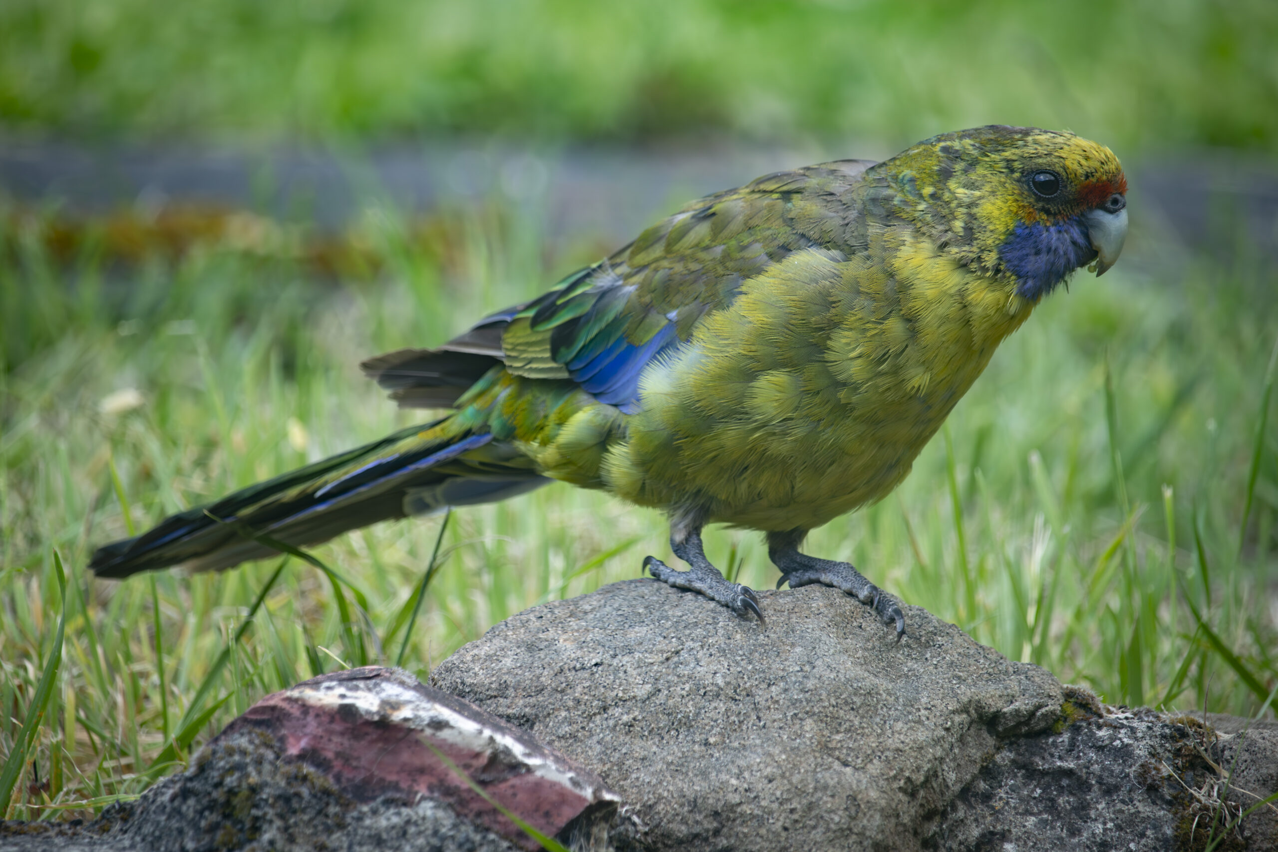 A brightly coloured mainly green bird standing on a rock