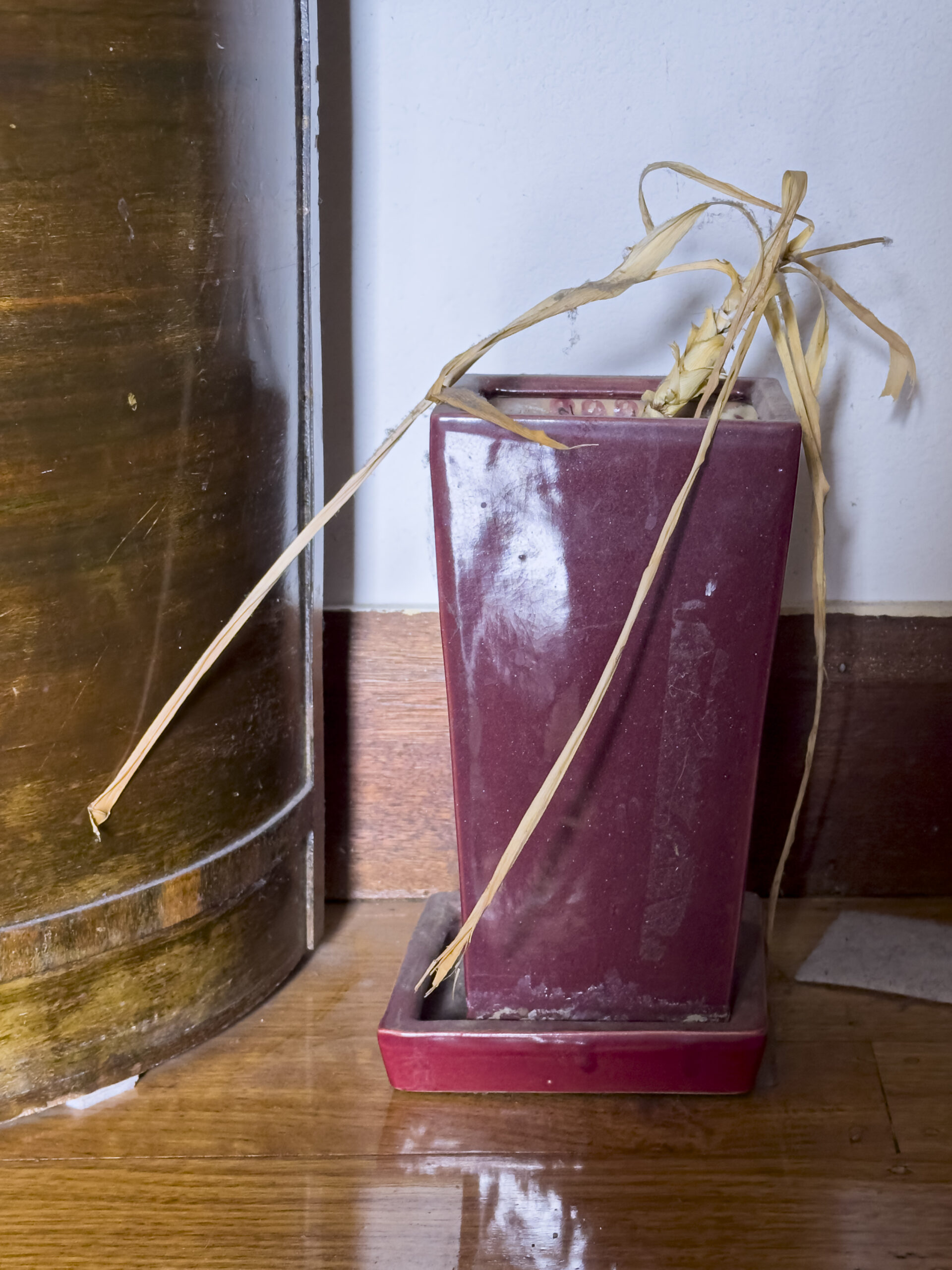 a dead aloe vera plant in a square red pot sitting on a wooden floor