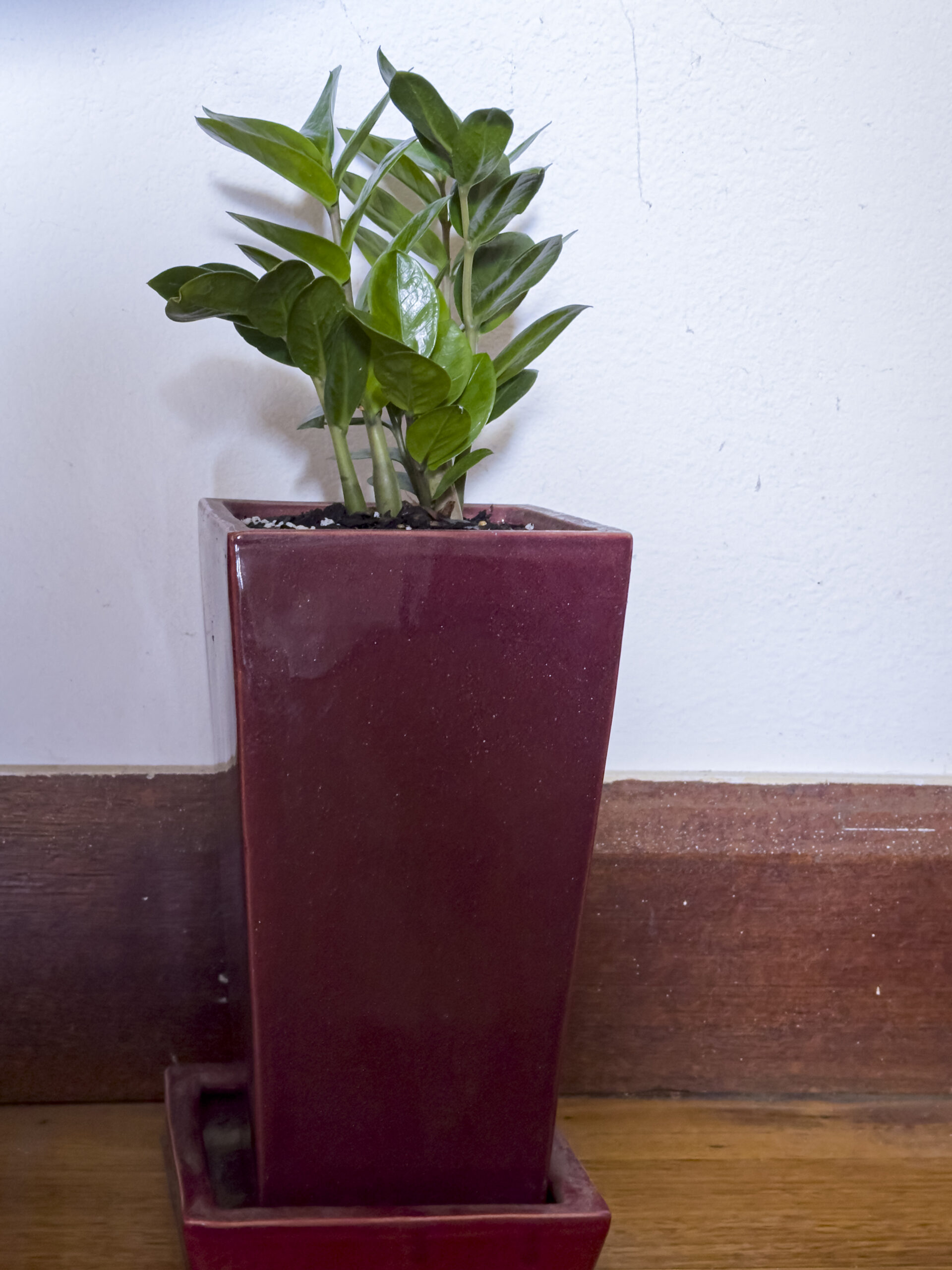 A green leafy plant in a tall red square pot sitting on a wooden floor