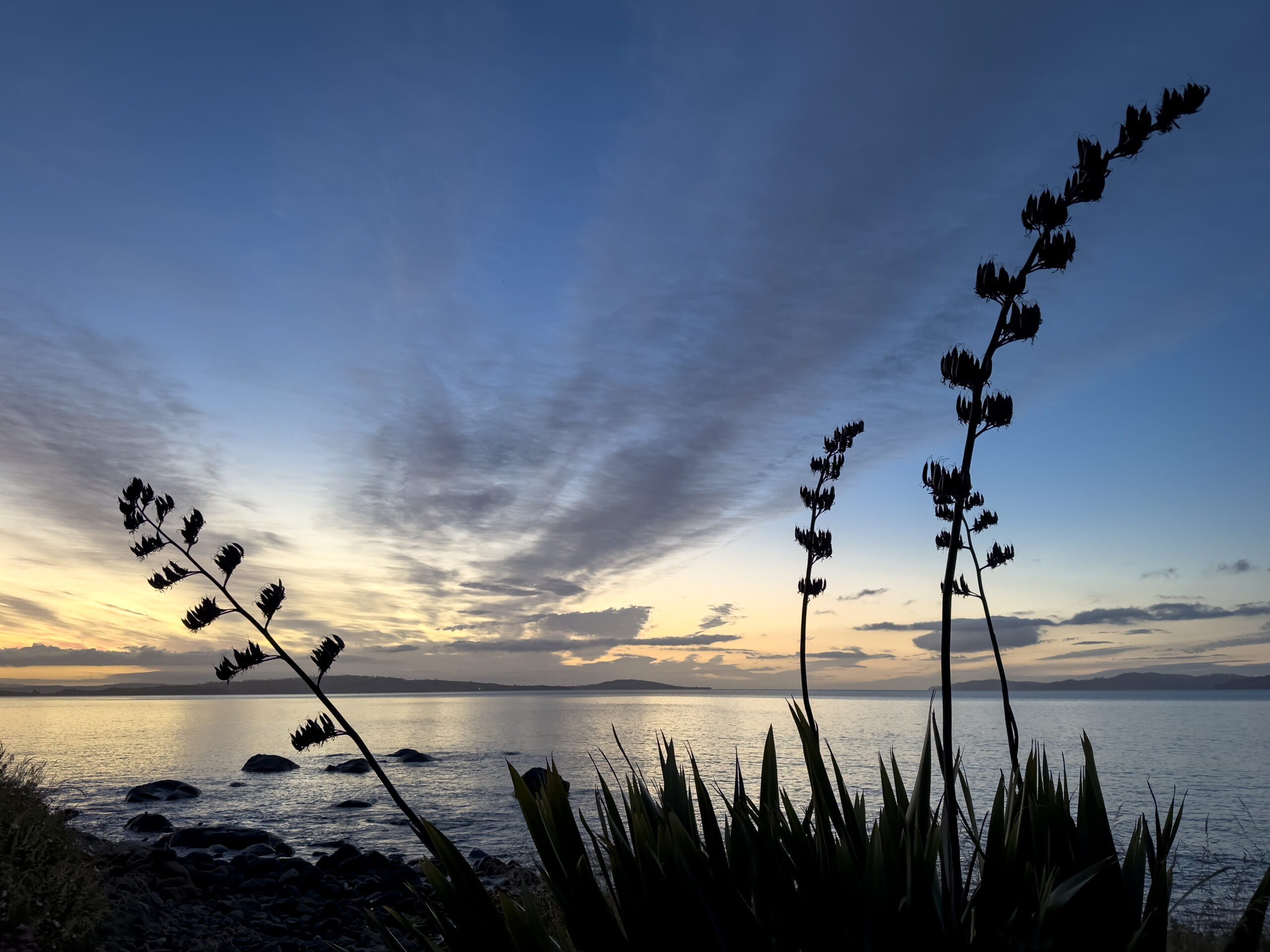 Silhouetted flax plants against an early morning sky at the beach