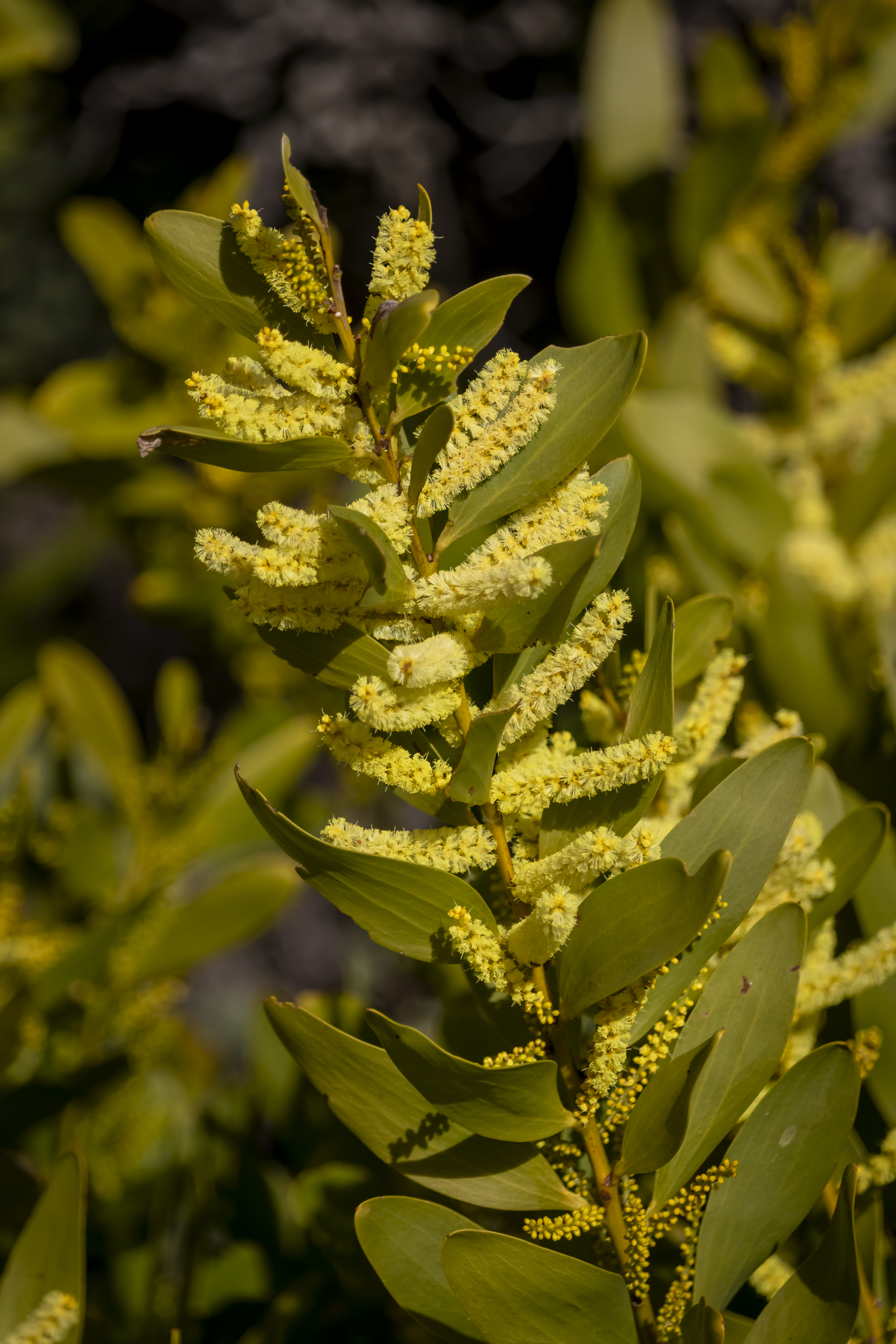 A leafy plant with long tendrils of tiny yellow flowers