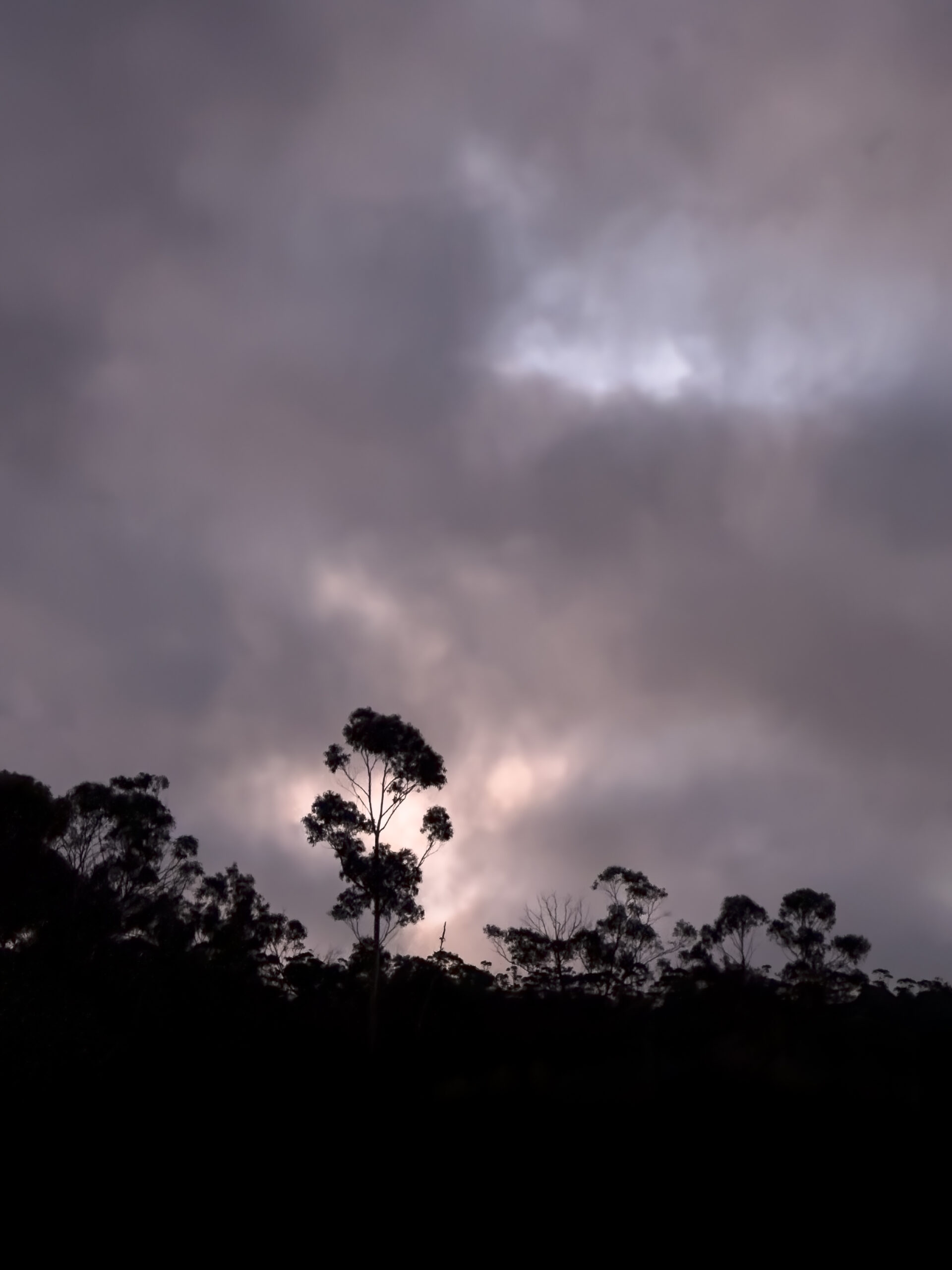 Trees silhouetted against a pink and grey cloudy evening sky