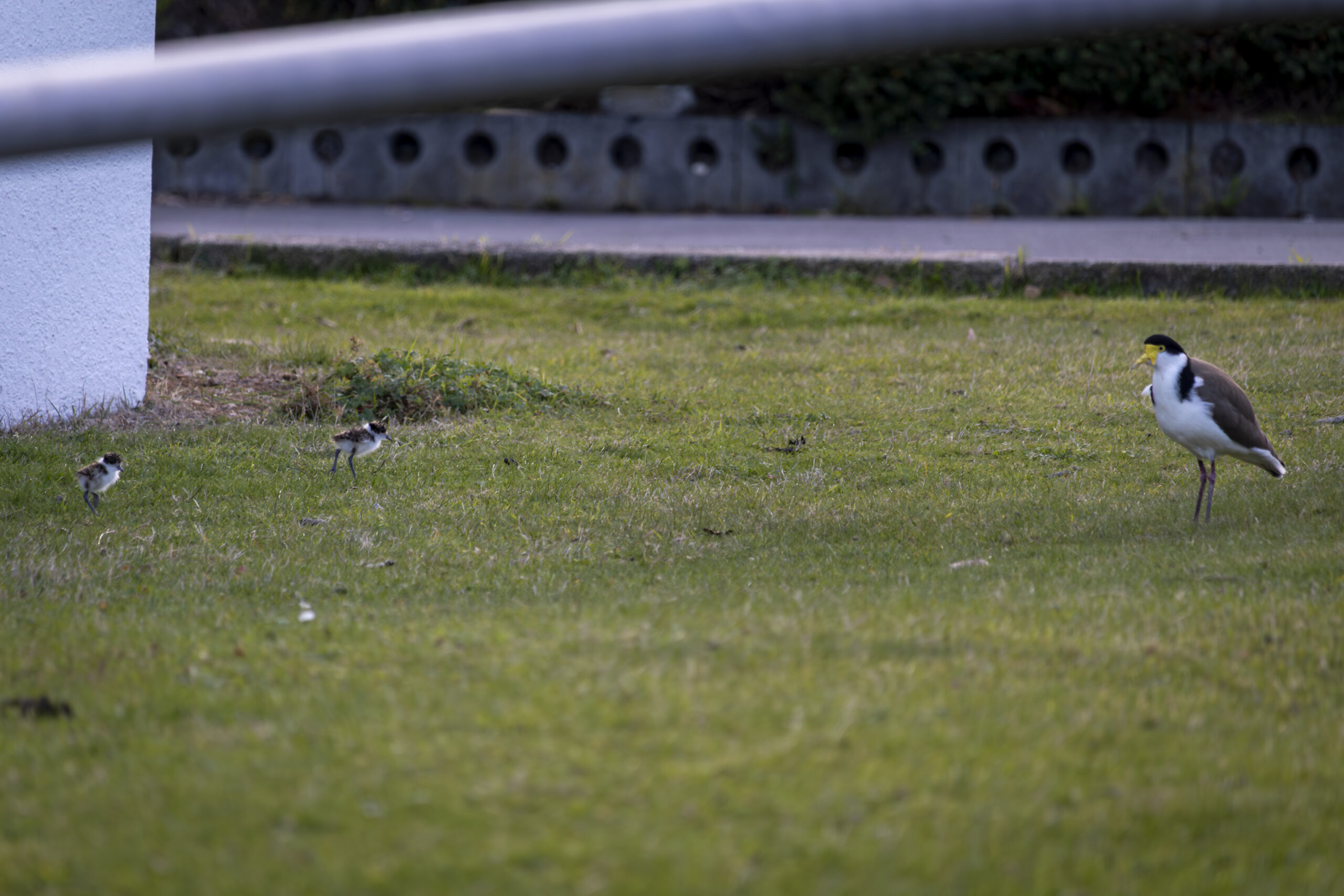 An adult masked lapwing and two very small juveniles standing on grass