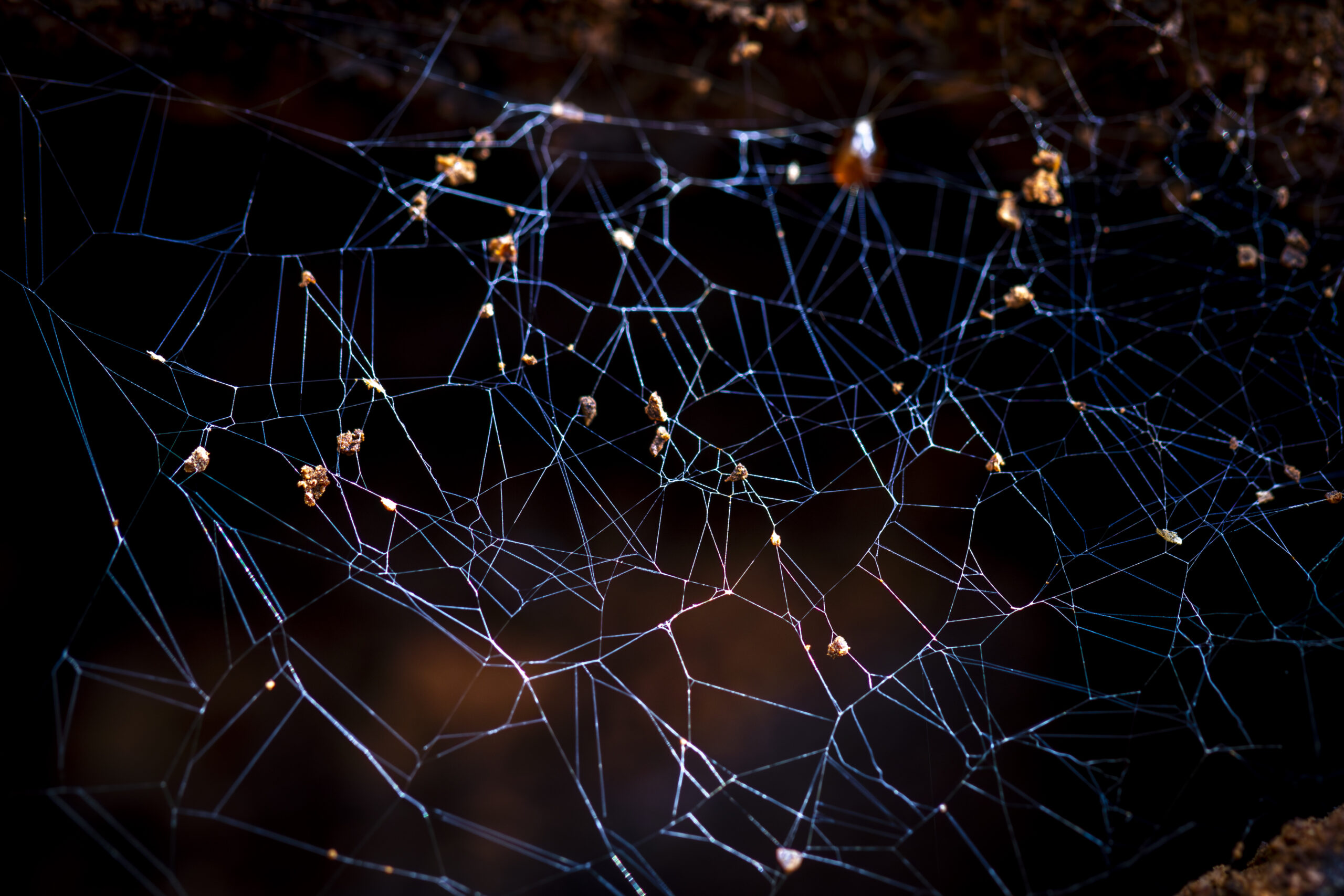 A shiny spider web reflecting many colours against a dark brown backgrond