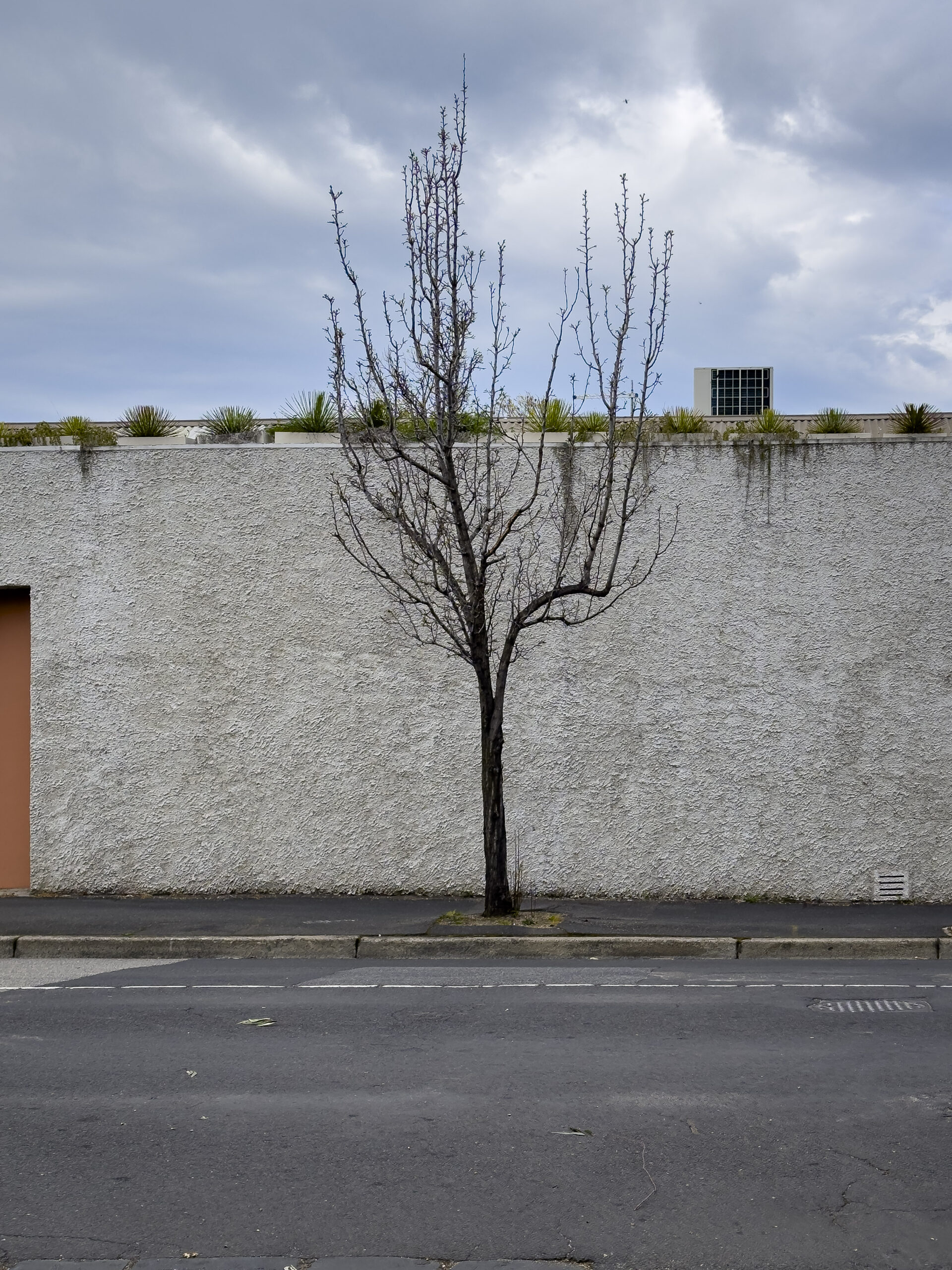 A bare tree in front of a white cement wall