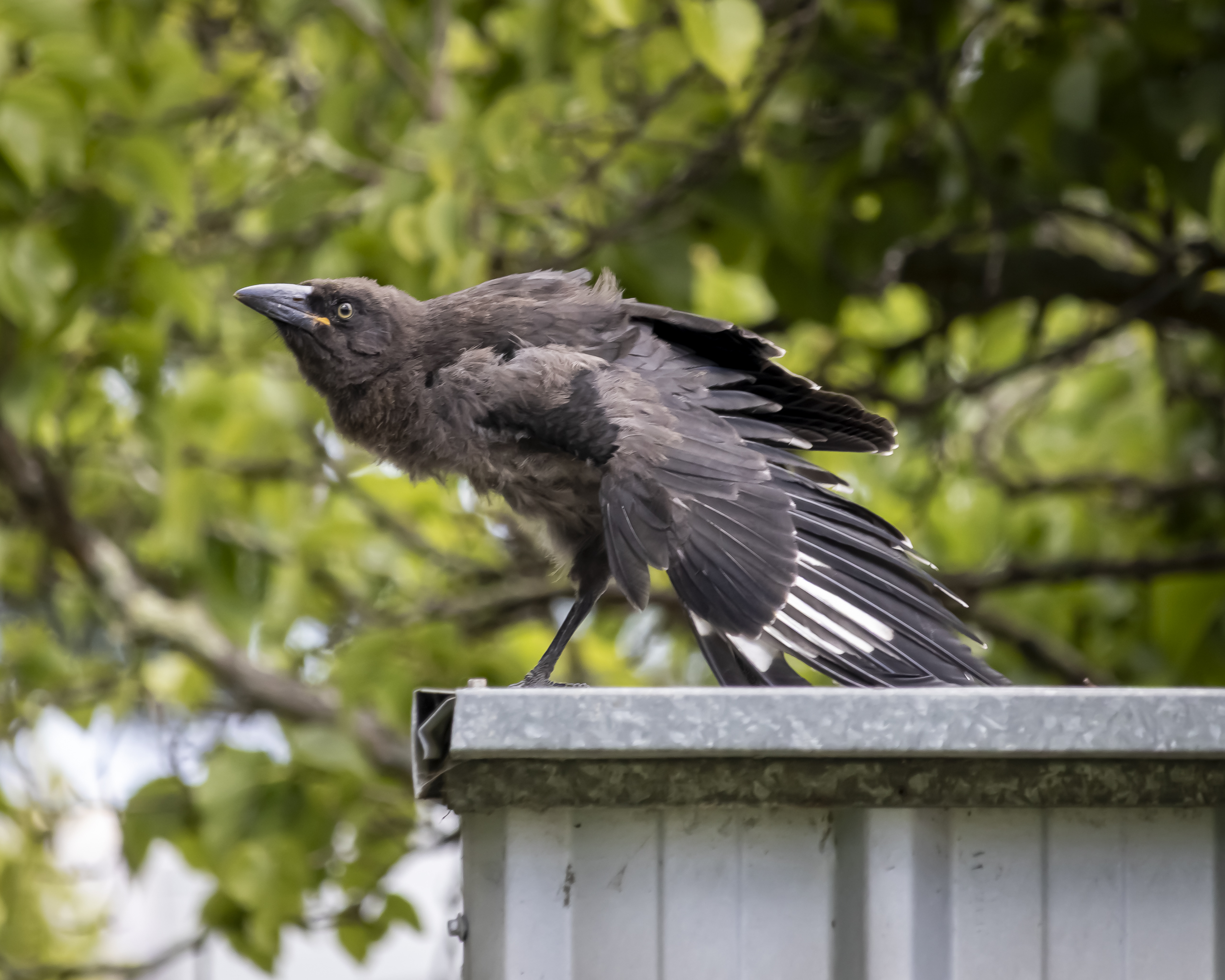 A large dark grey bird stretching its wings. it is standing on a metal shed roof. Its grey feathers indicate it is a juvenile.