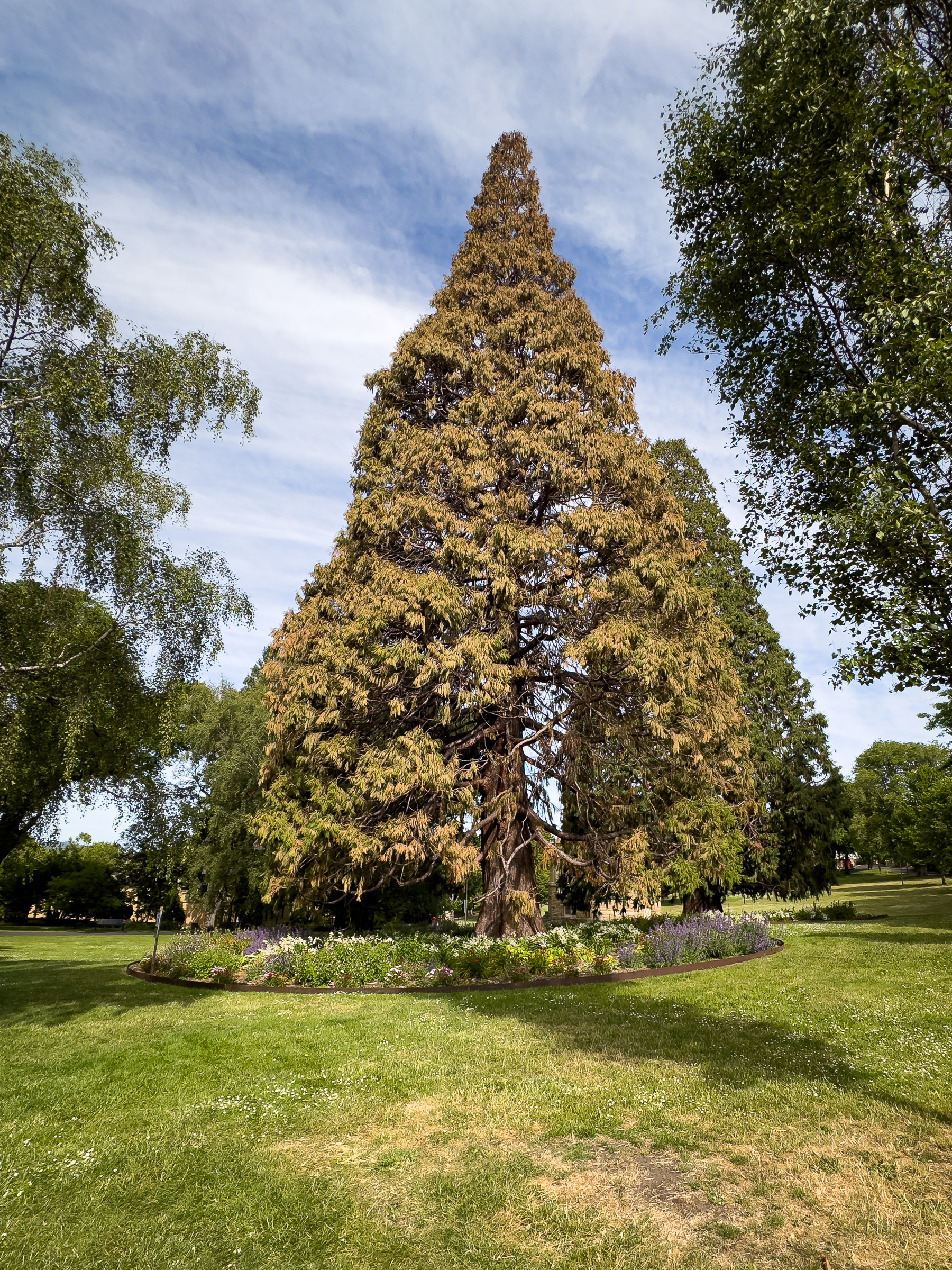 A giant sequoia tree with yellowing needles looking very distressed