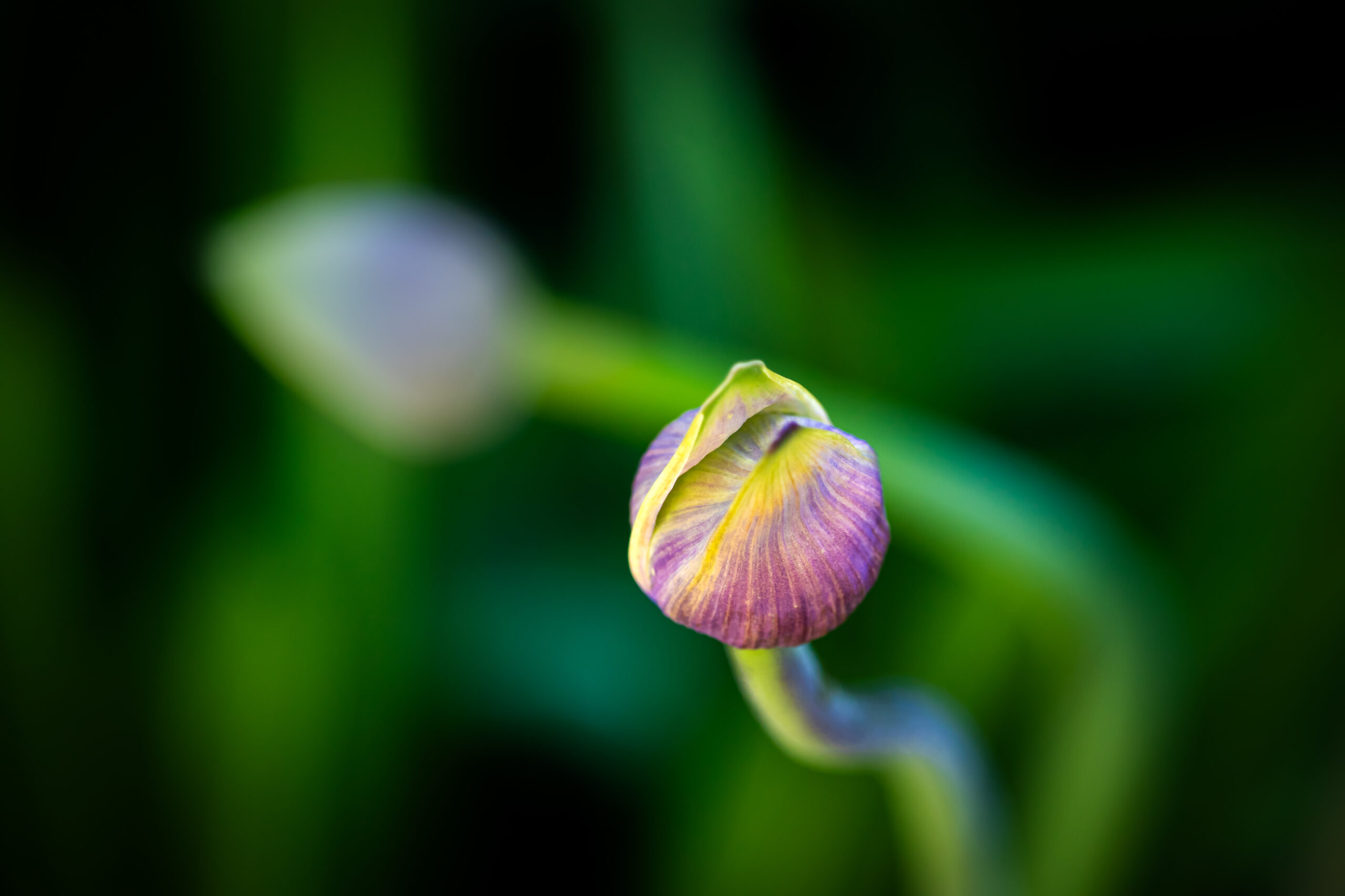 A dark purple agapanthus bud just opening. Another bud is in the background