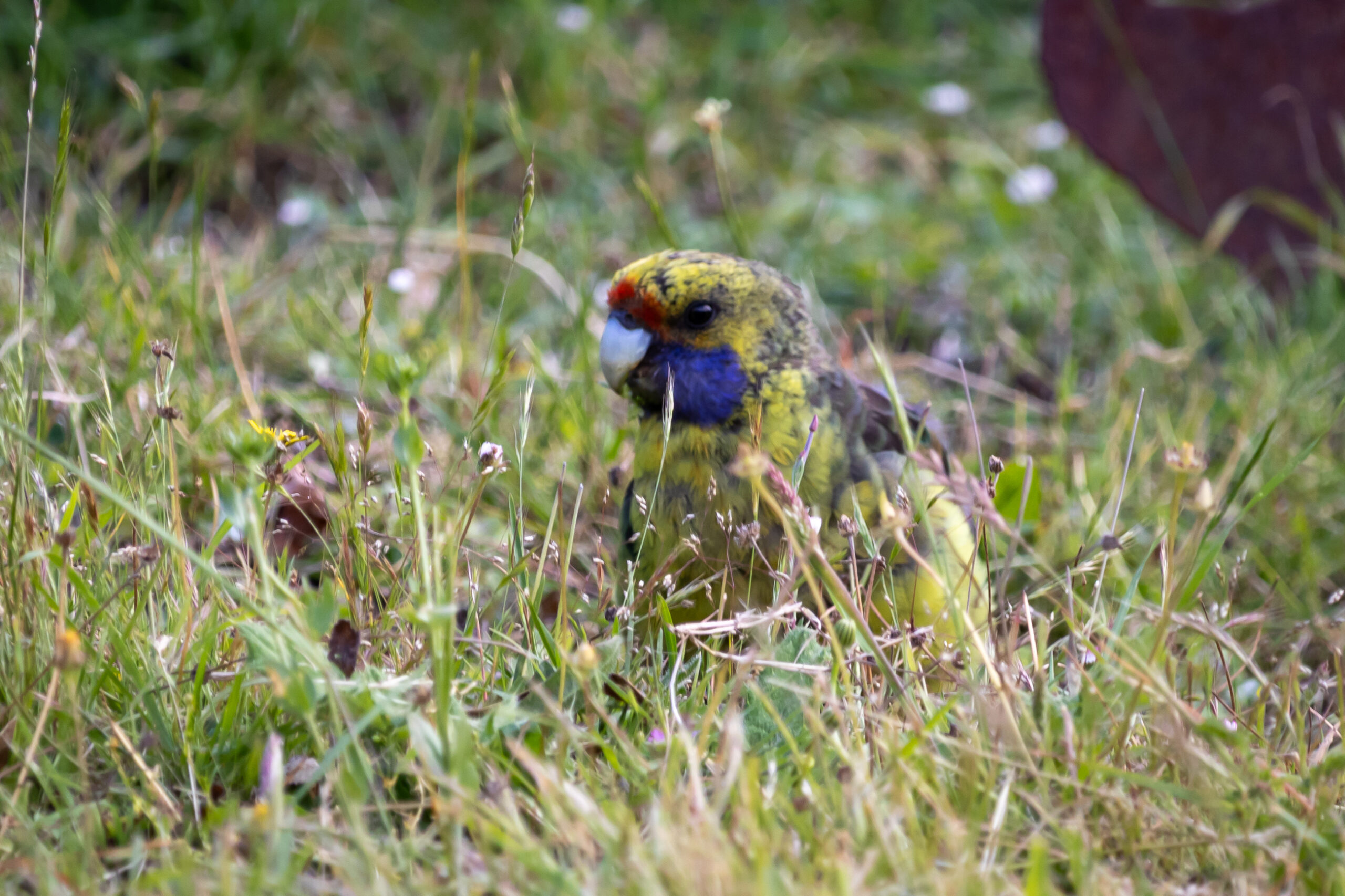 A colourful green bird with a red part above its beak hiding in long grass