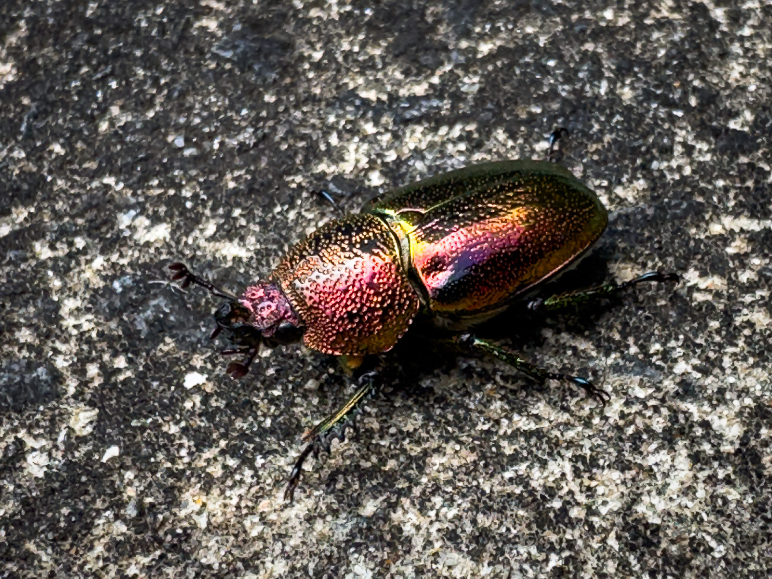 A colourful beetle walking across concrete