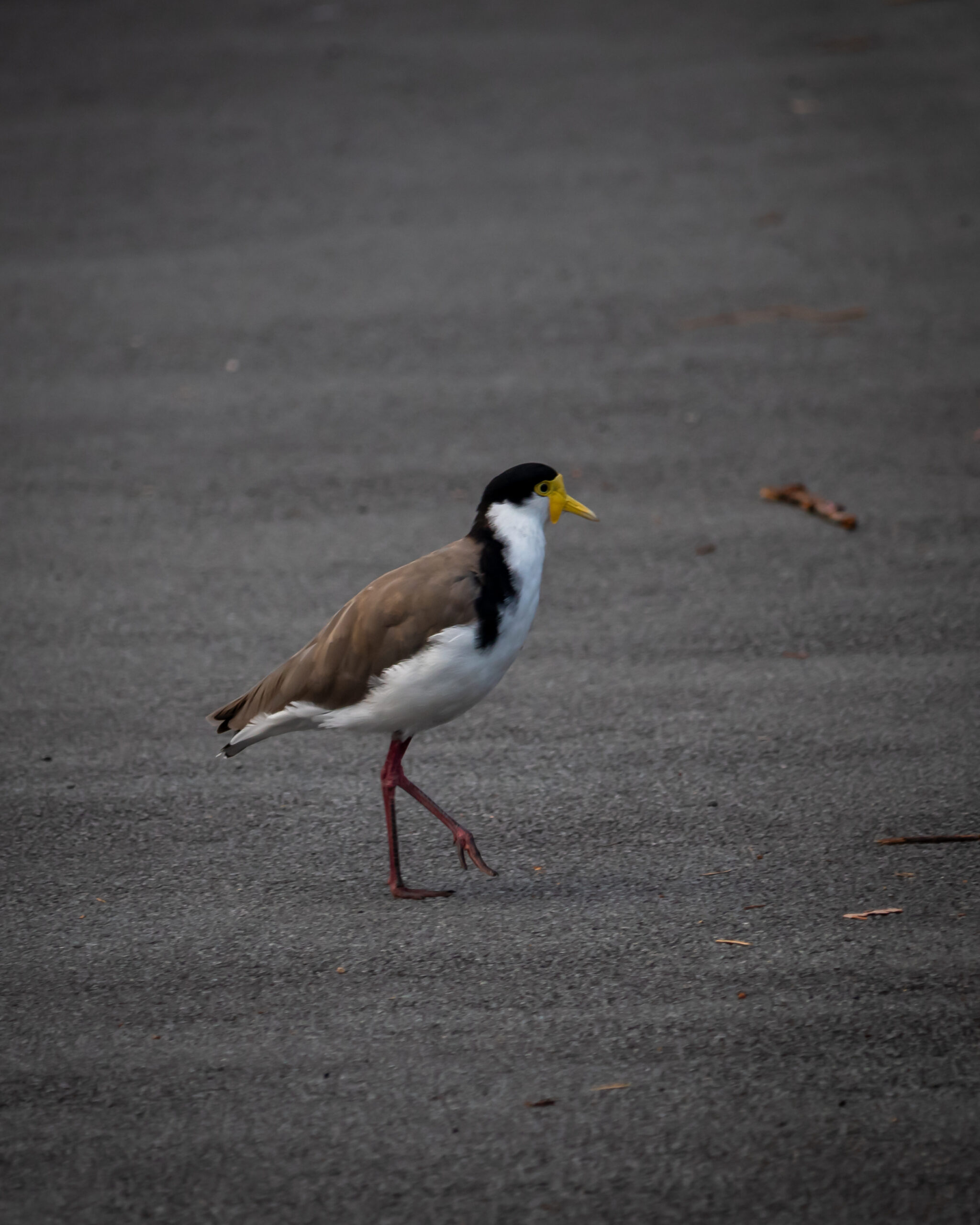 A masked lapwing walking on asphalt