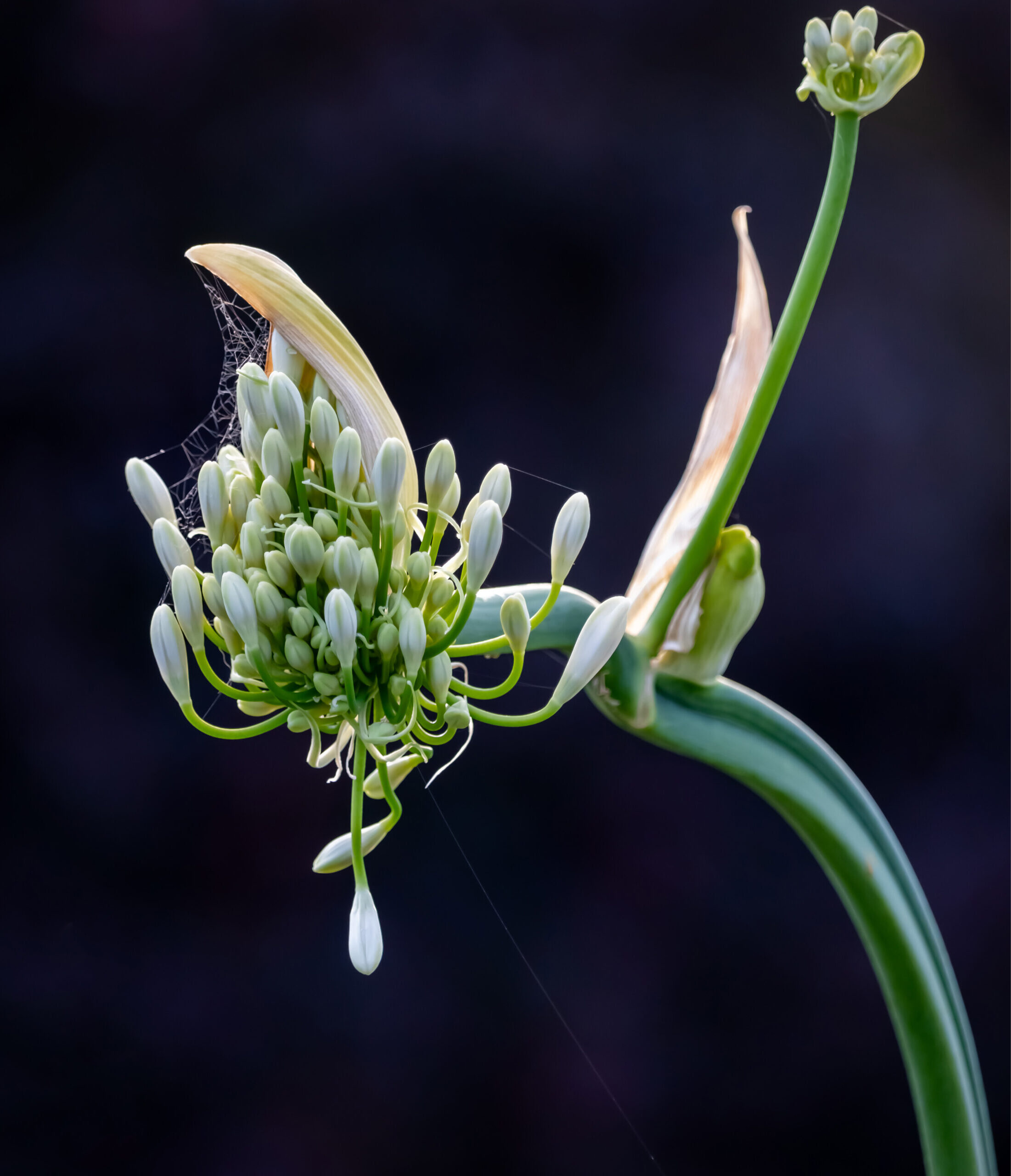 an agapanthus starting to flower. It has another flower shoot off to the side