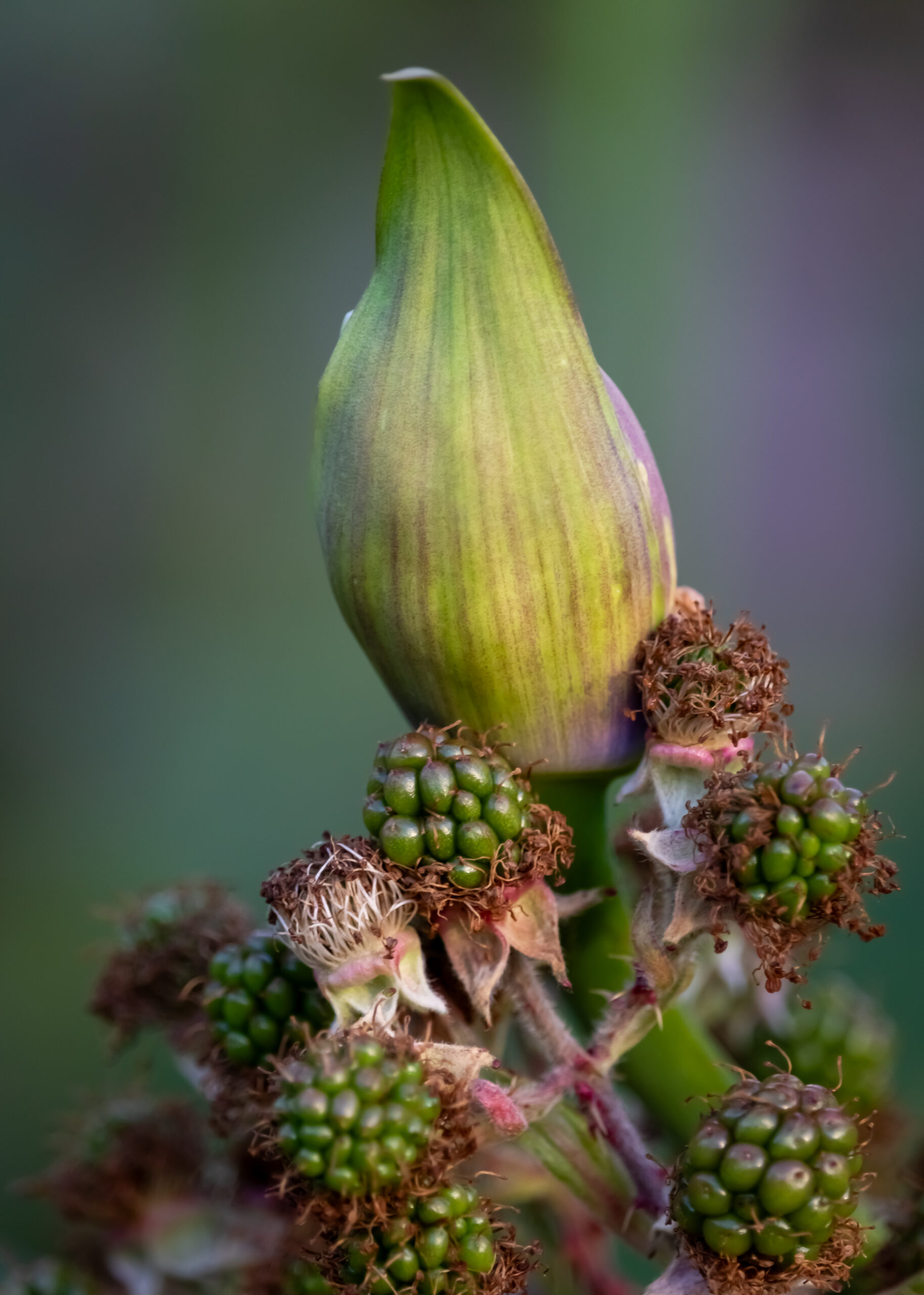 An agapanthus bud growing among unripe blackberries