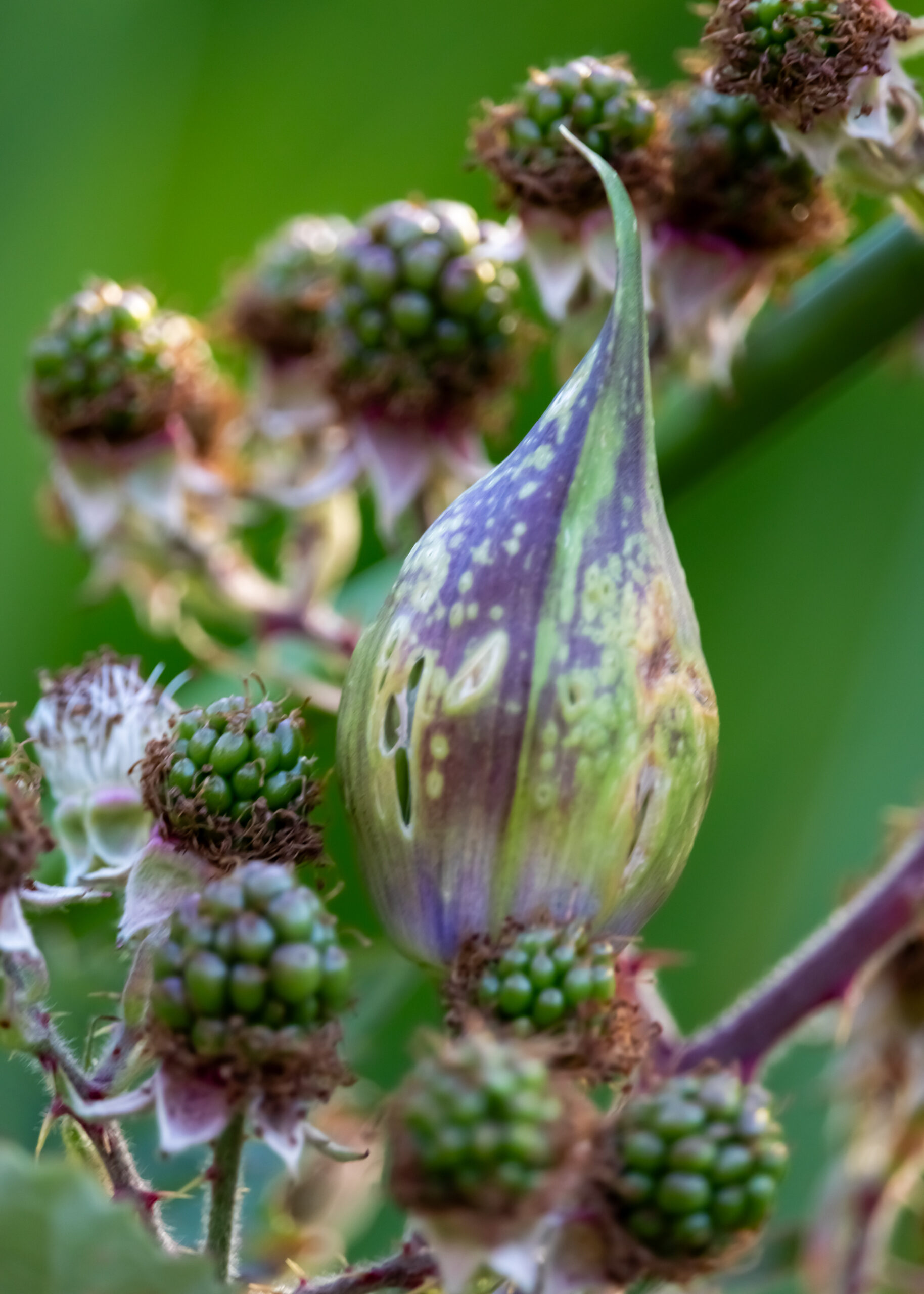 An agapanthus bud growing among unripe blackberries