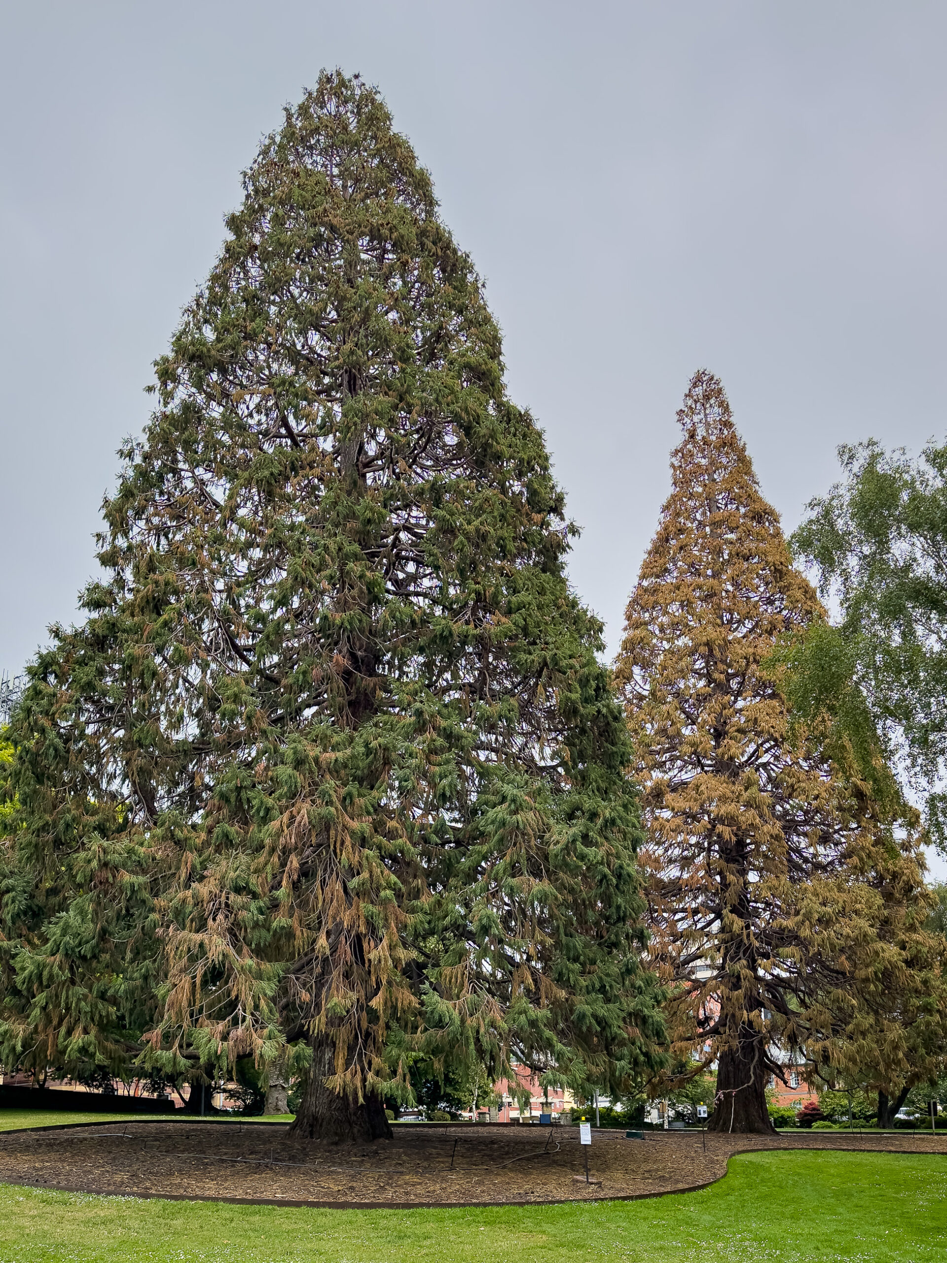 Two very large cone-shaped trees showing signs of browning. ONe is almost completely brown, the other still has some green