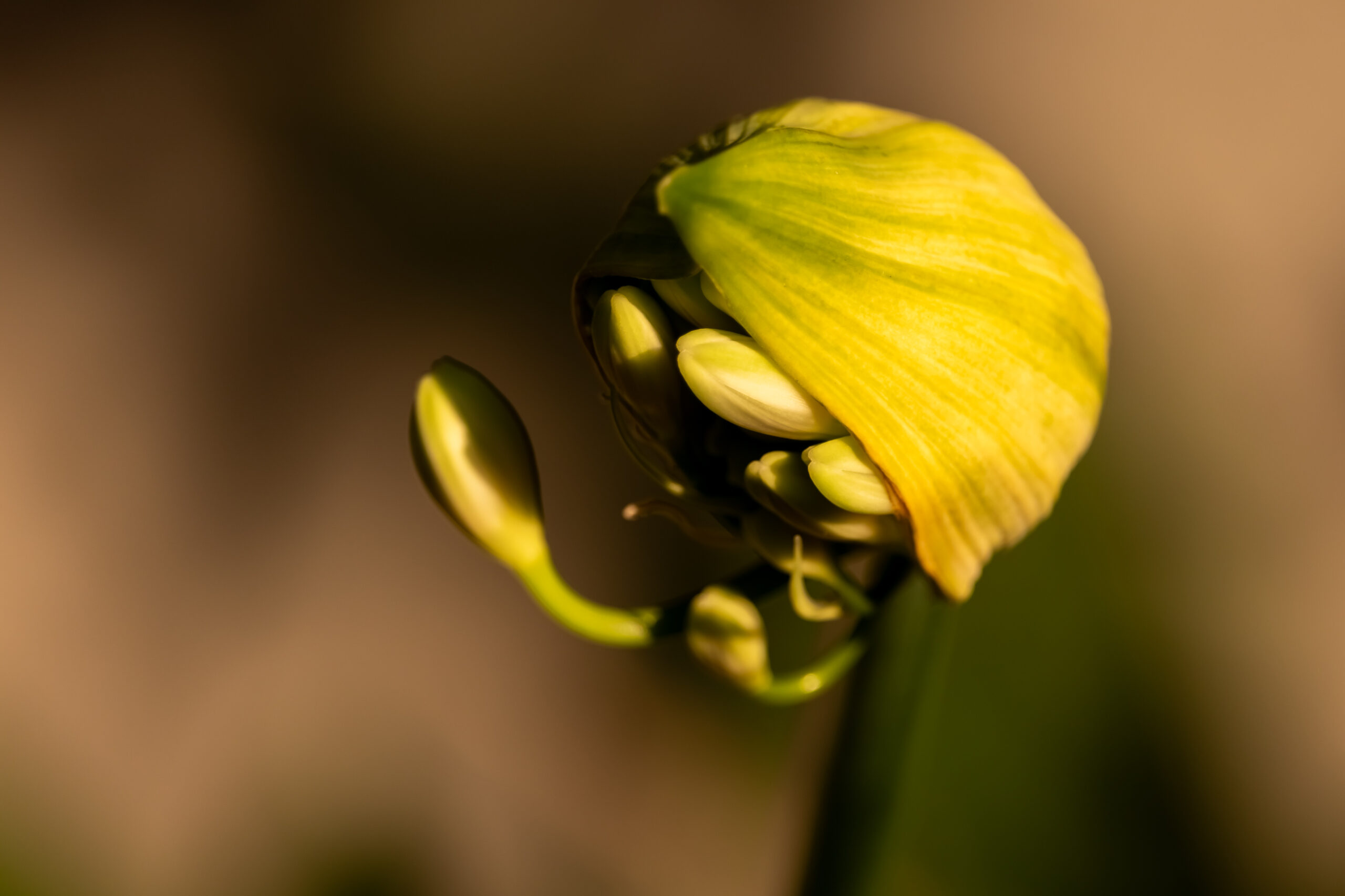 A very yellow agapanthus bud that is starting to open