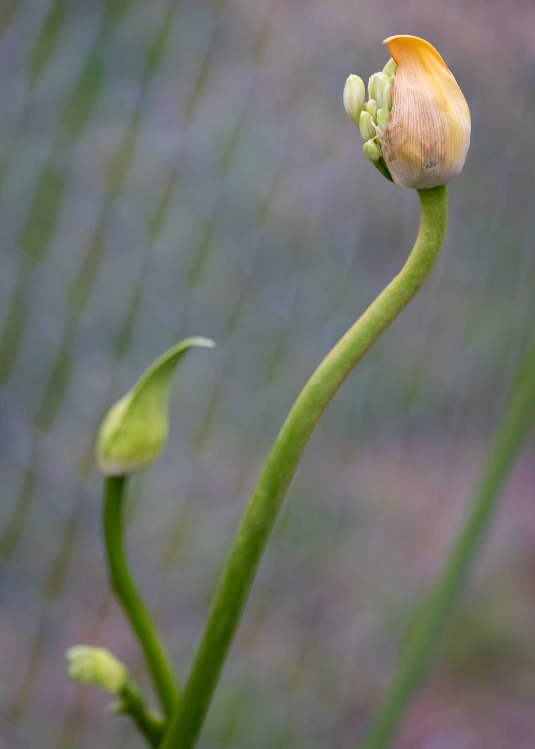 Three agapanthus buds in front of a wire fence