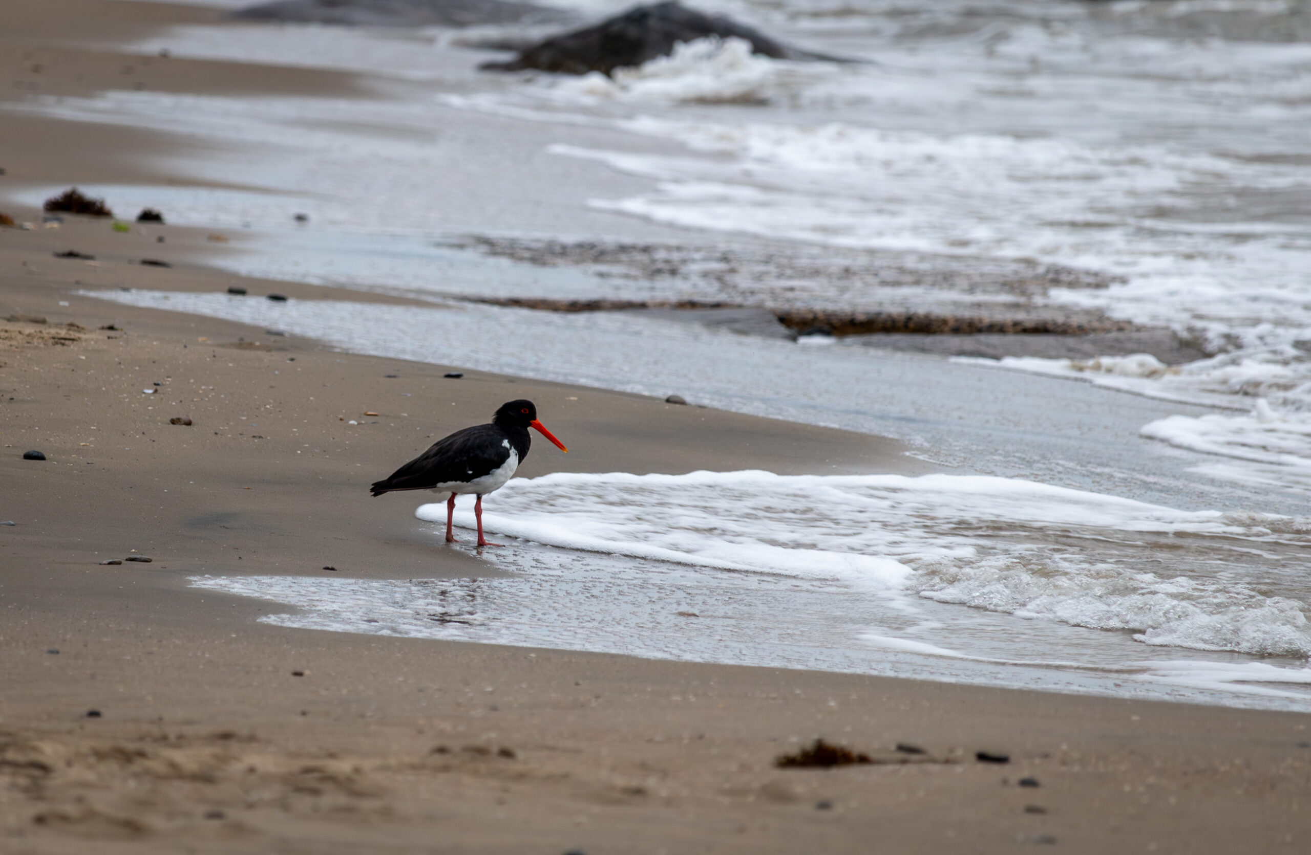 A small, mainly black, bird with a very long organge beak, on the beach