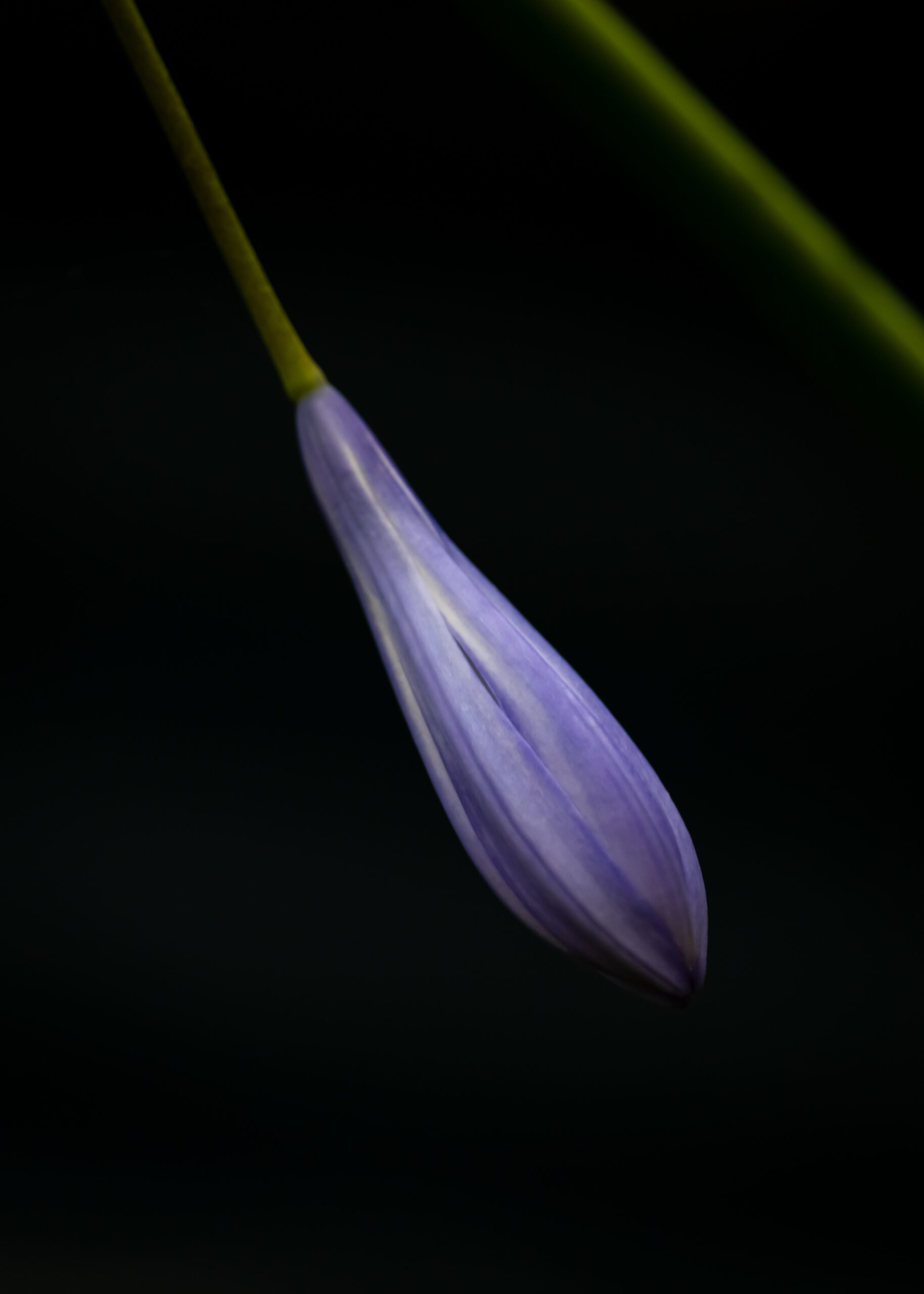 A downward-facing single purple agapanthus petal