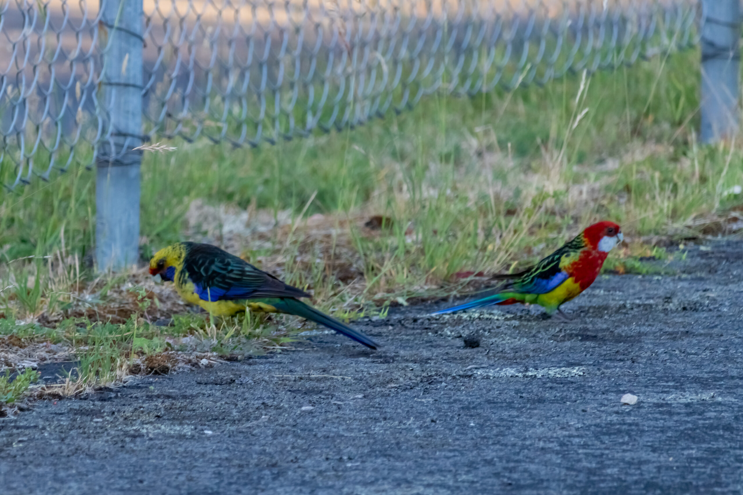 A green parrot and a red parrot on a part of gound where there is asphalt and gasee. The birds are near a wire fence