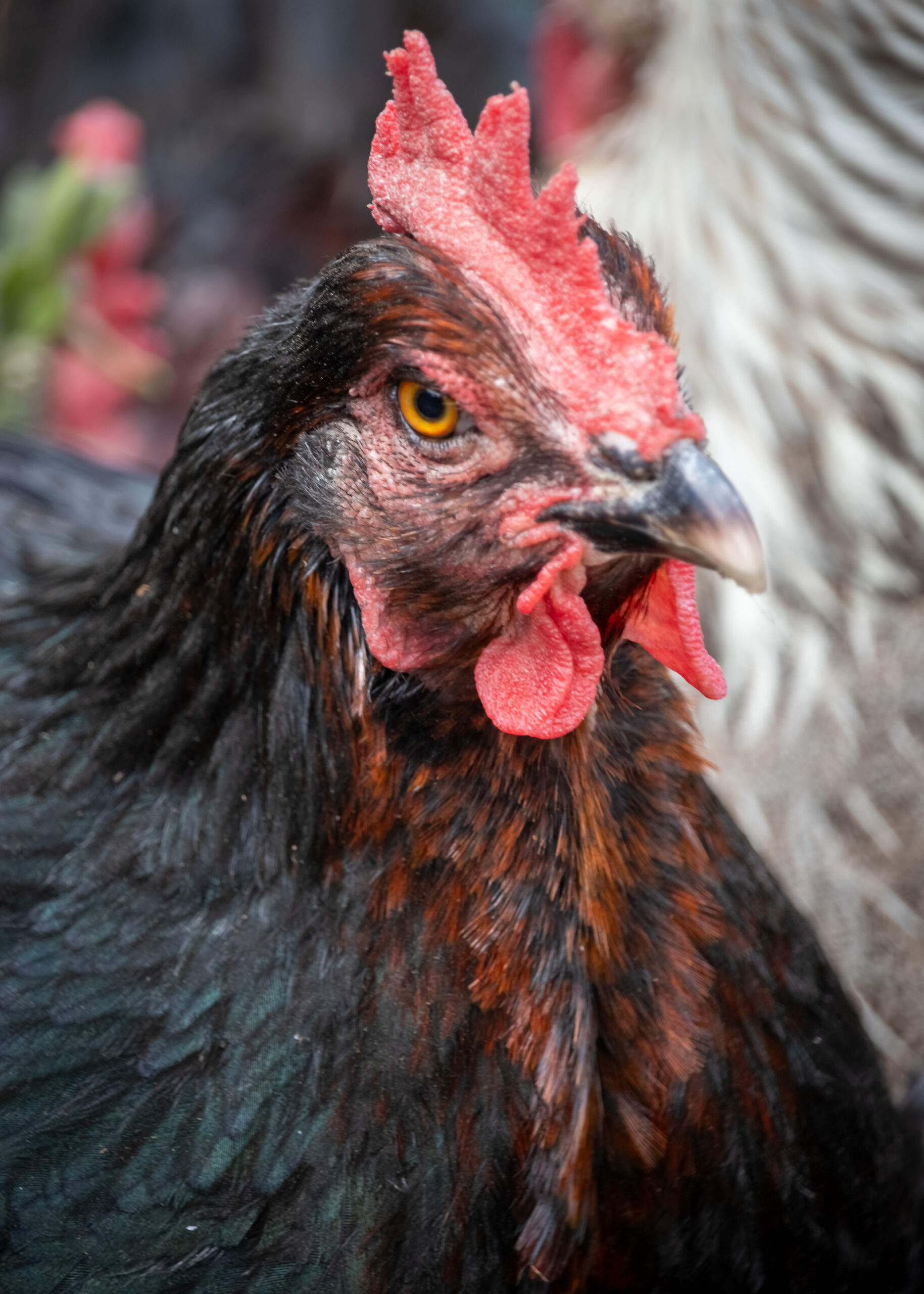 A close-up of a black chicken with copper colouring in her feathers