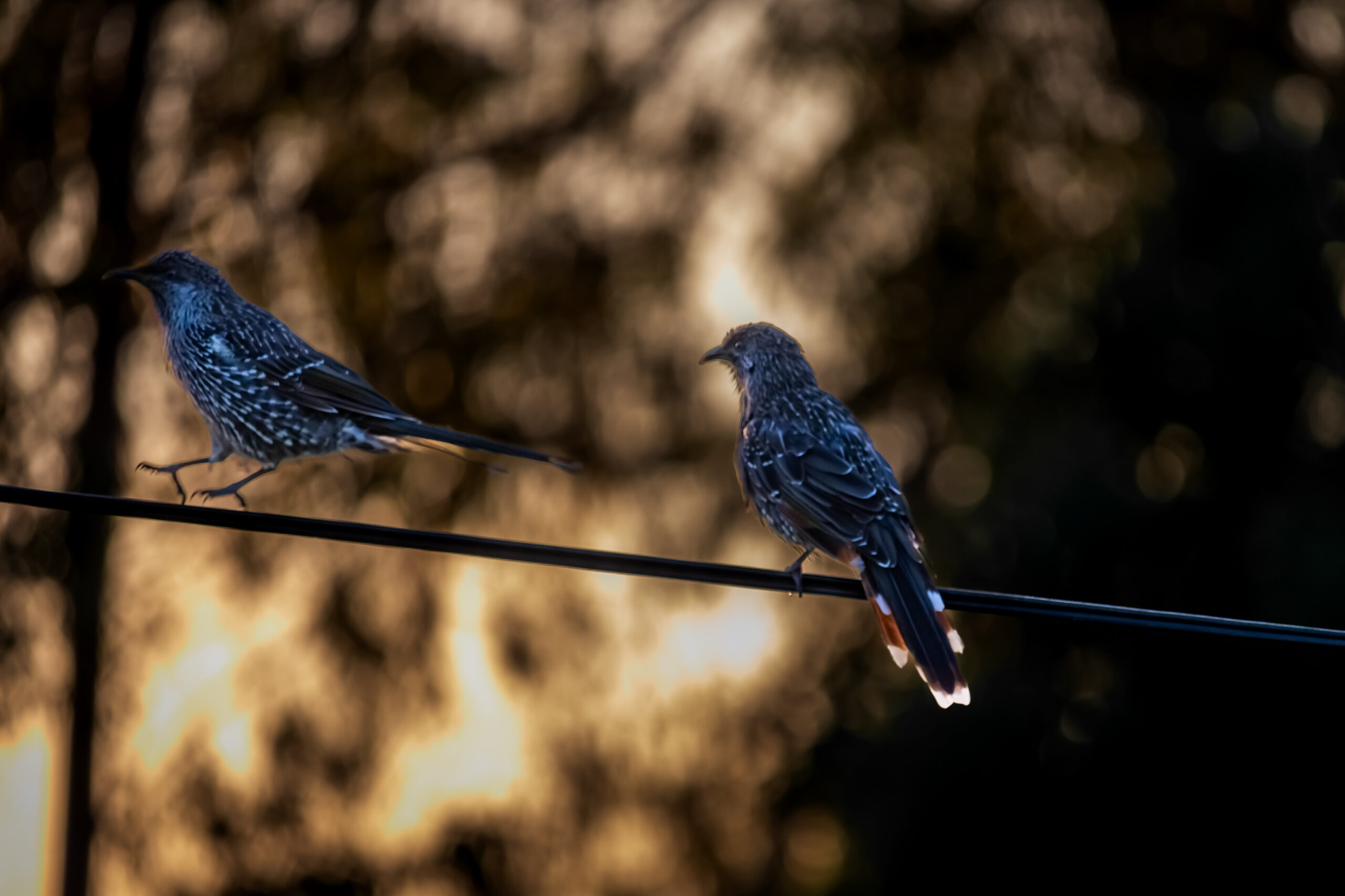 Two small mottled brown birds sit on a wire in golden morning light
