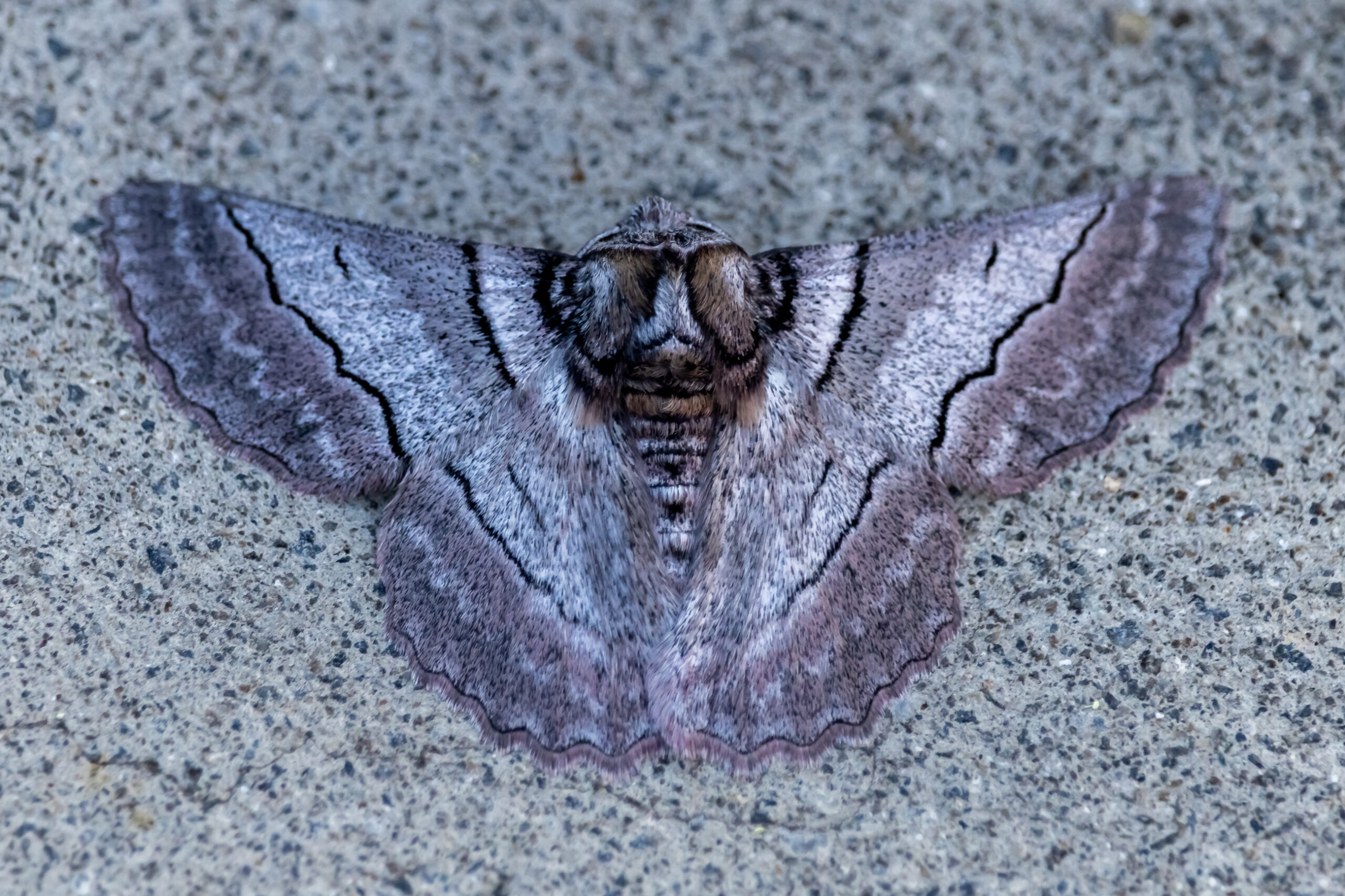 a large grey and brown moth with its wings outstretched lying on the ground