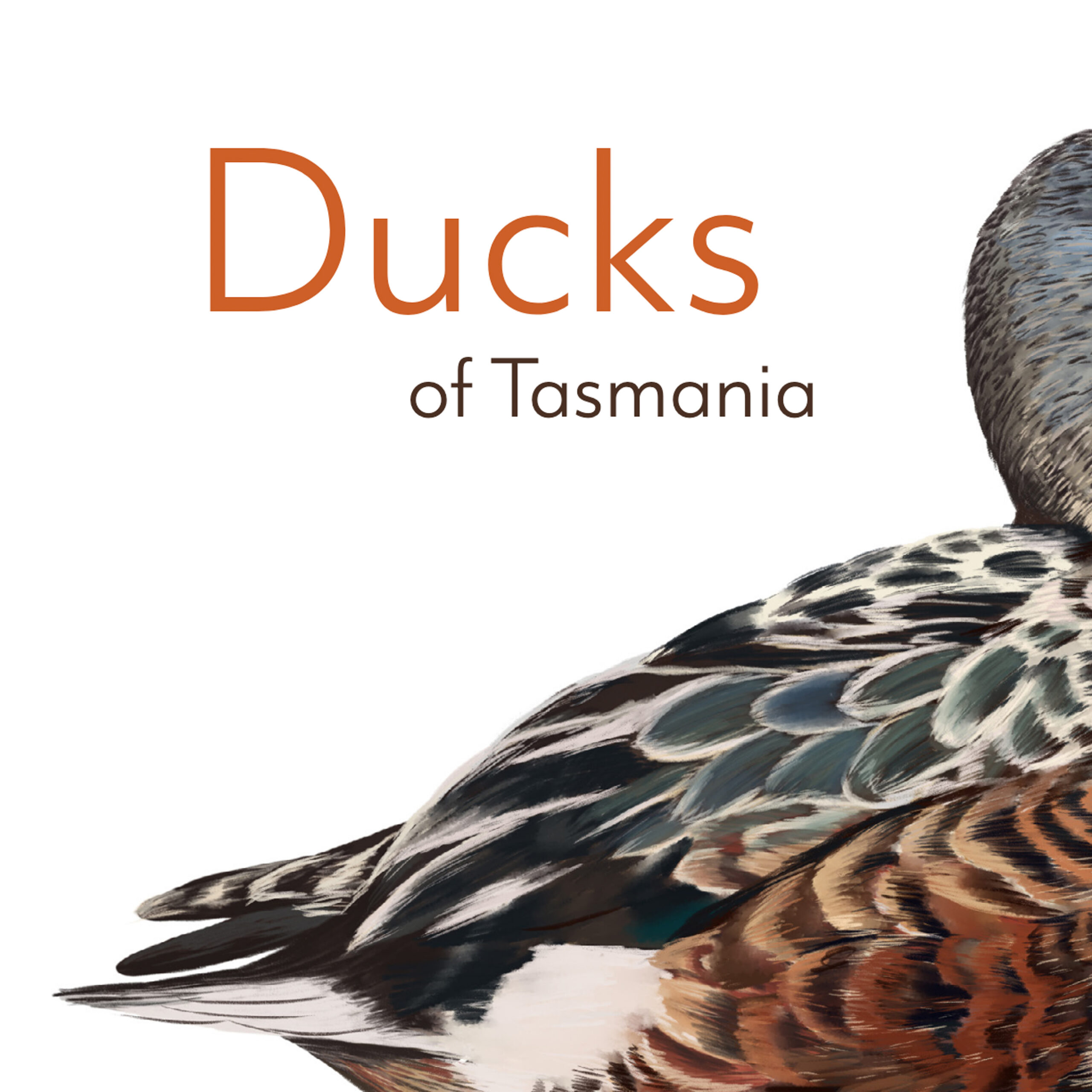 Cover of a book called Ducks of Tasmania with a picture of the back of a duck