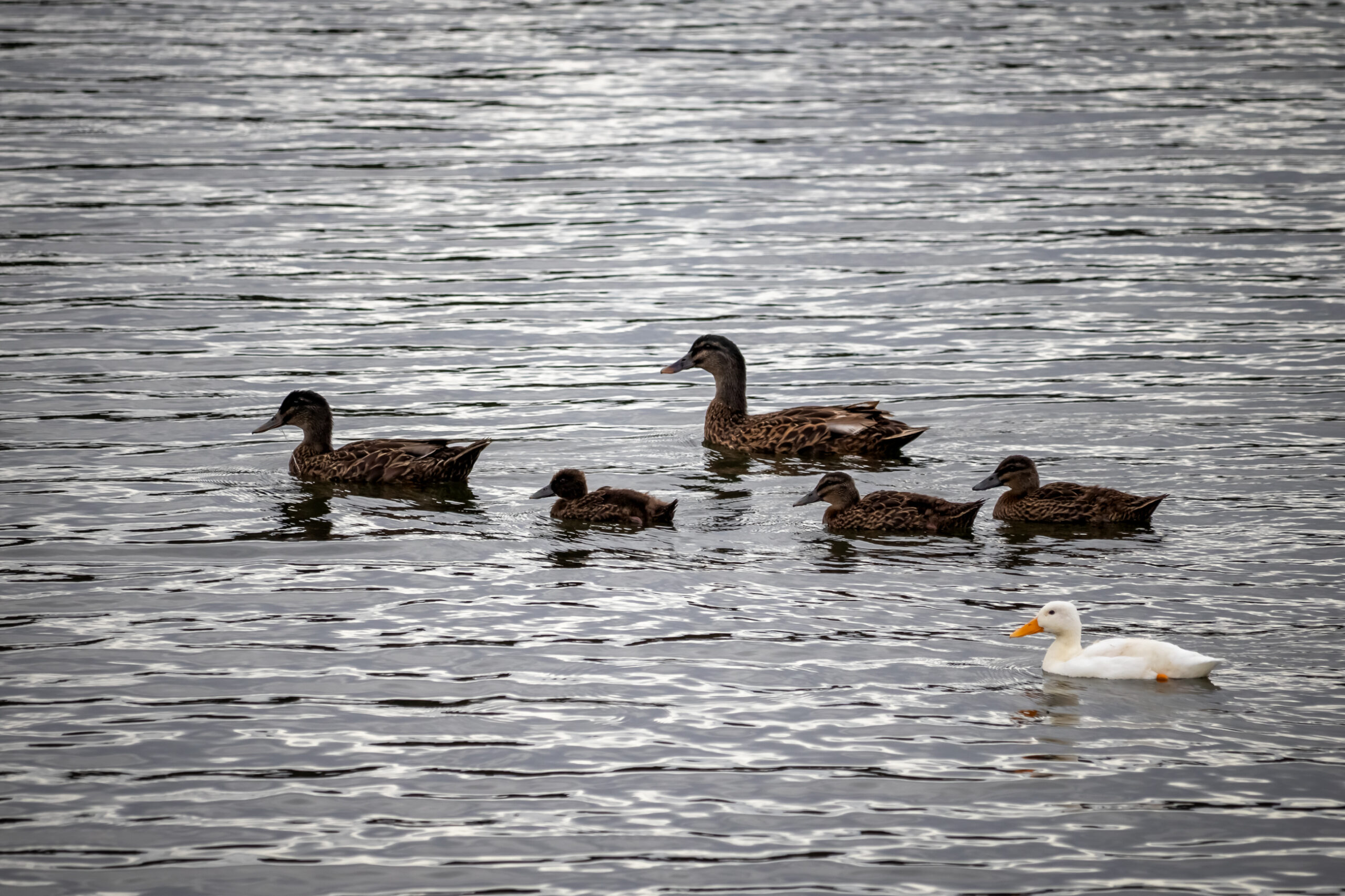 Six ducks swimming on water, five brown and one white