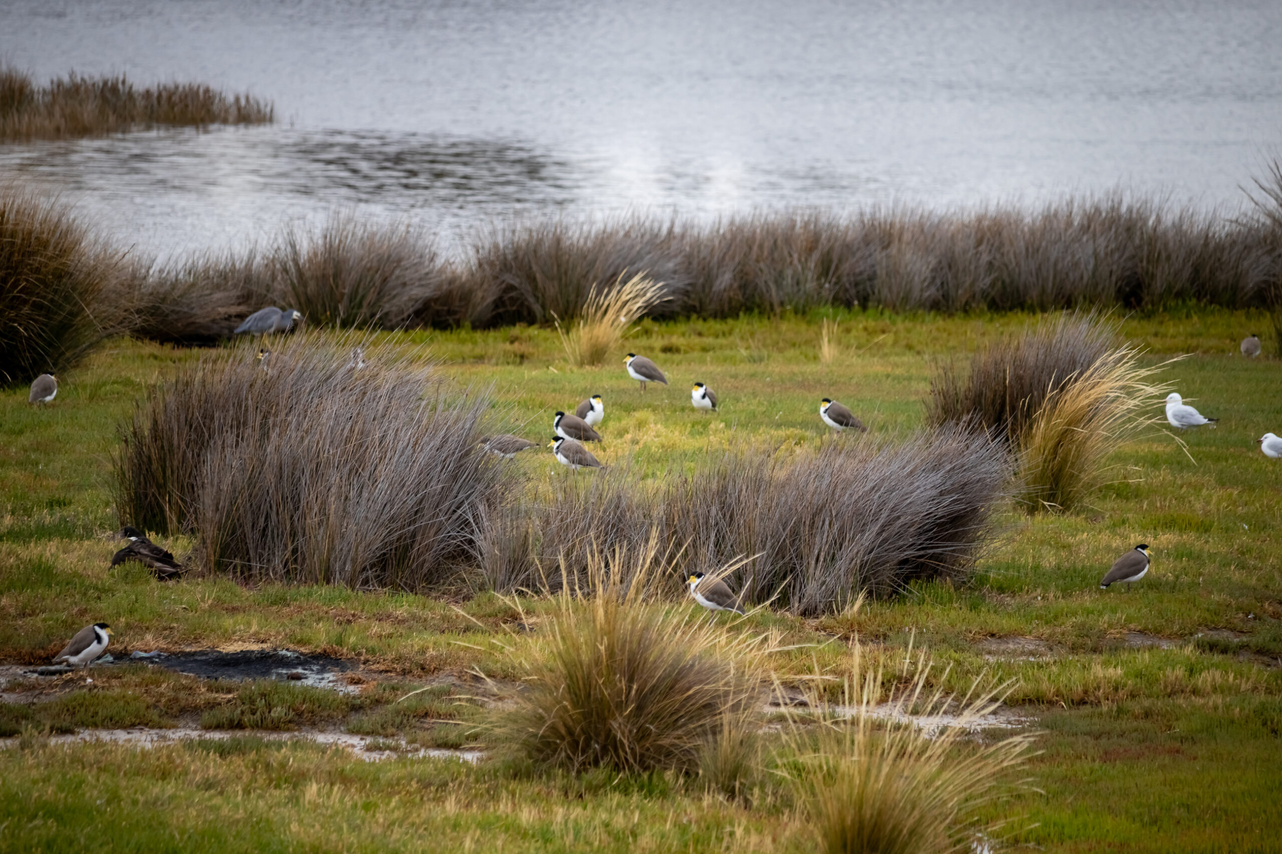 A group of masked lapwings standing in the wetlands