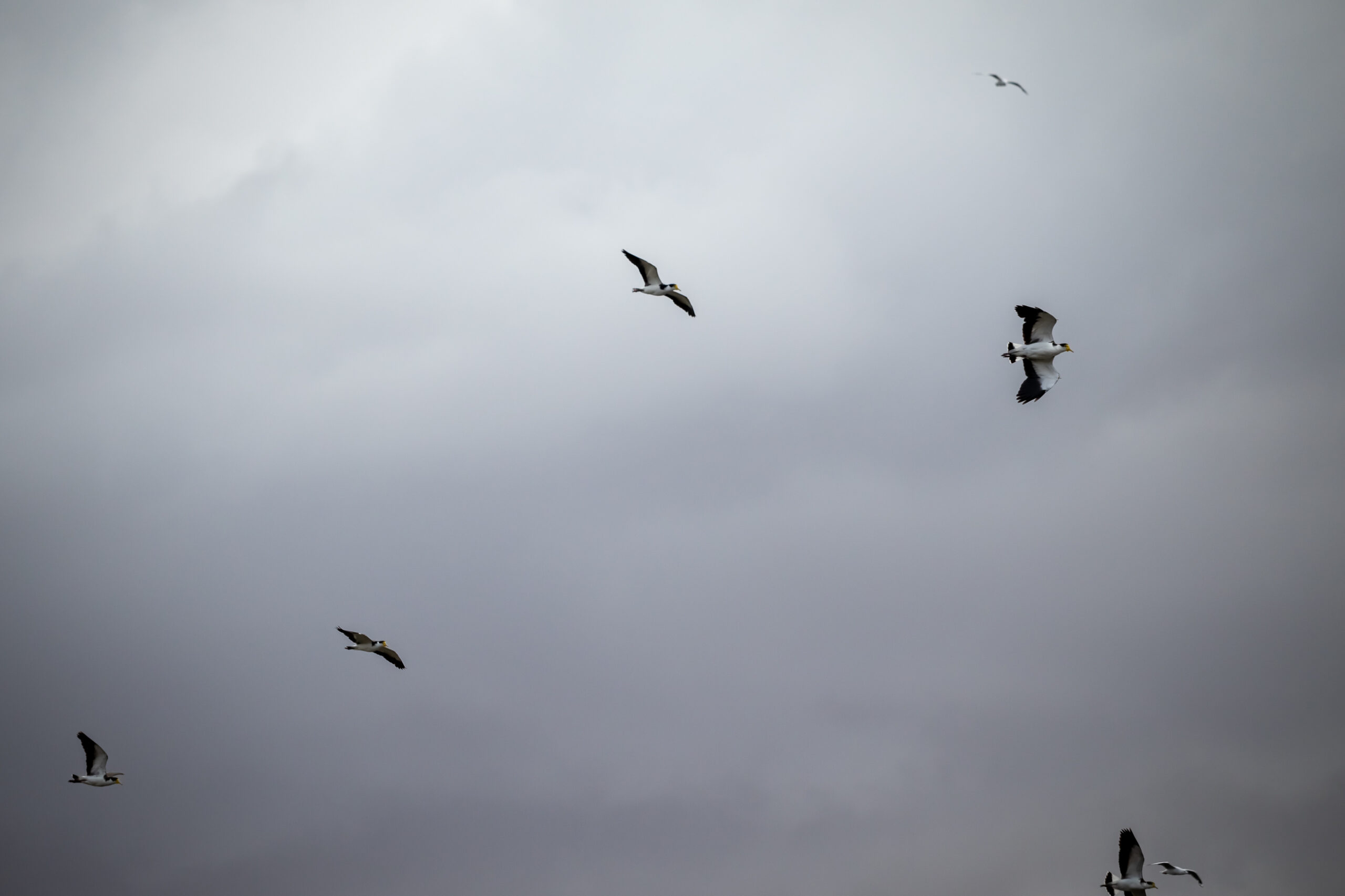 A sky full of flying birds