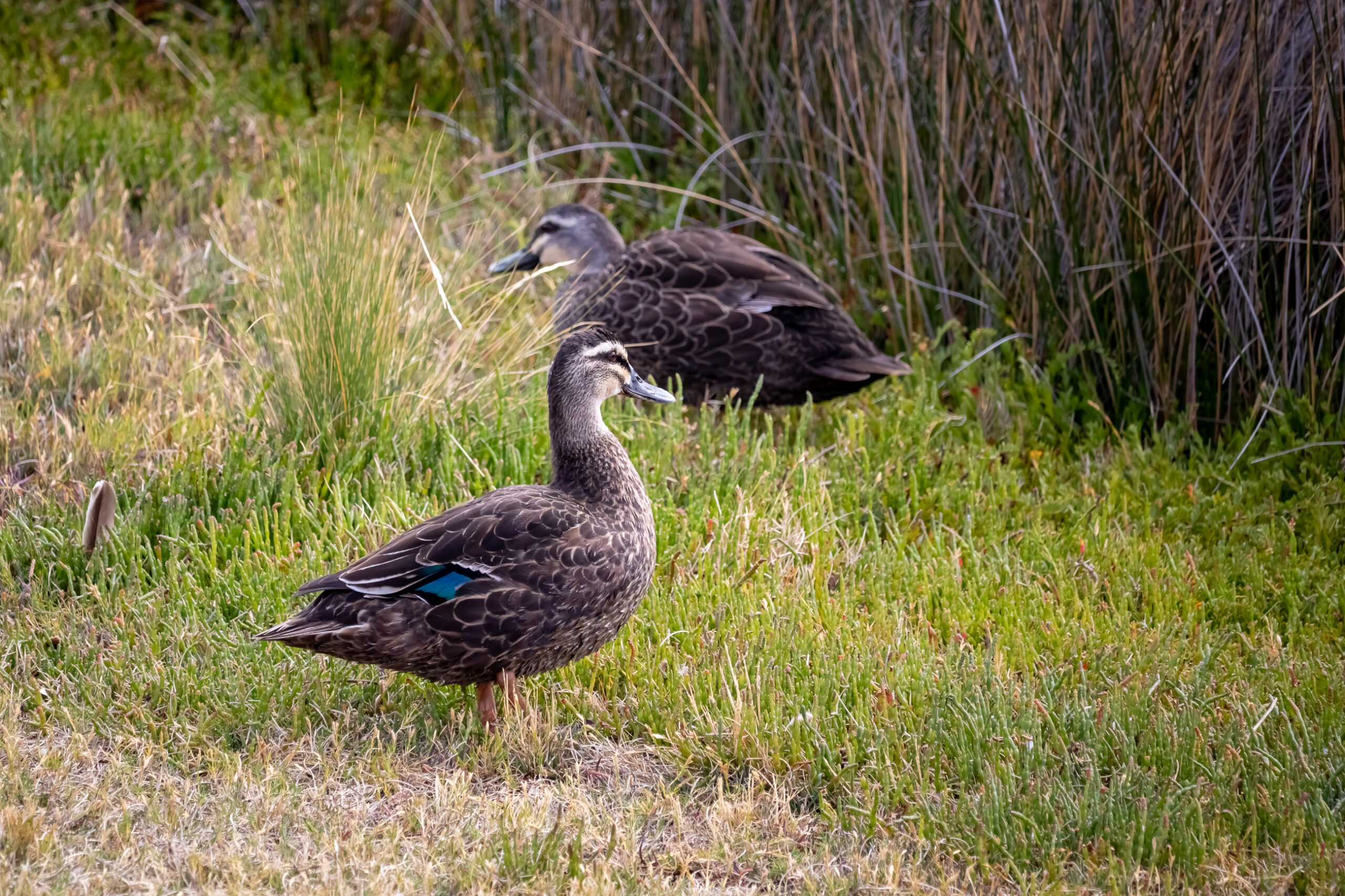 A dark brown duck standing near another duck in some grass