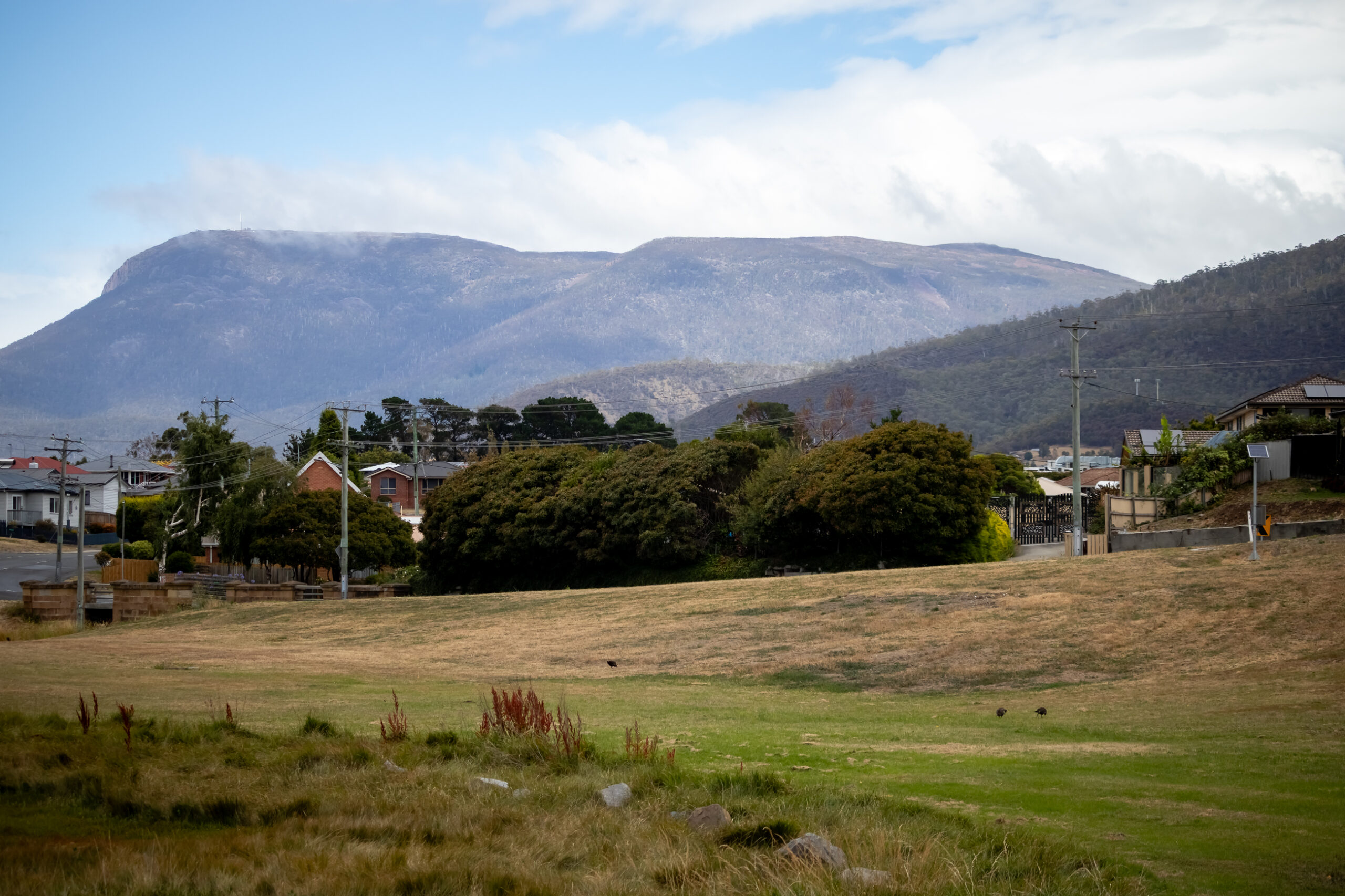 a nature reserve with an embankment leading up to the road on the right. Kunanyi/Mt Wellington is in the background