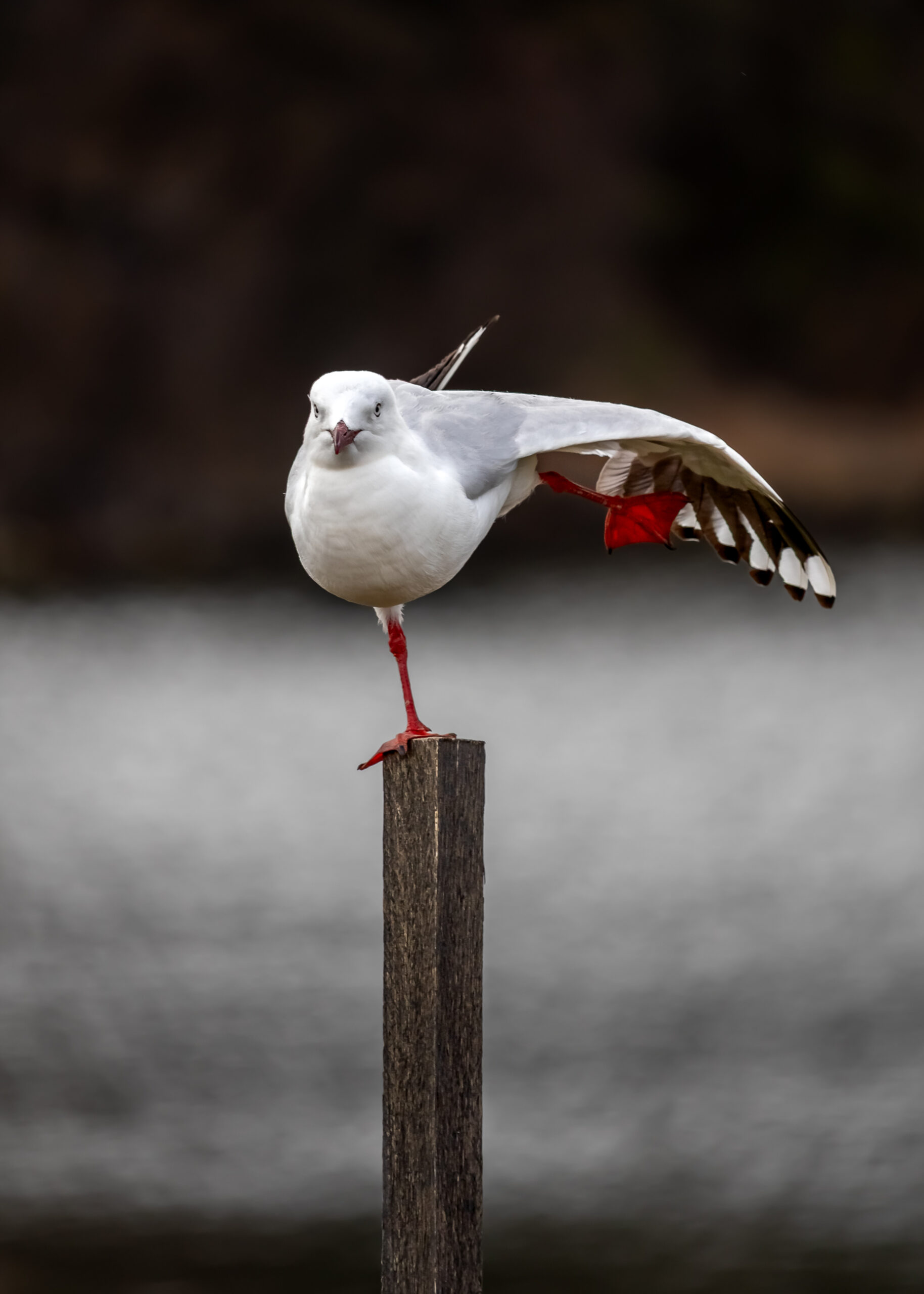 A seagull (silver gull) standing on one leg on a stake, the other leg and its wing stretched out behind it