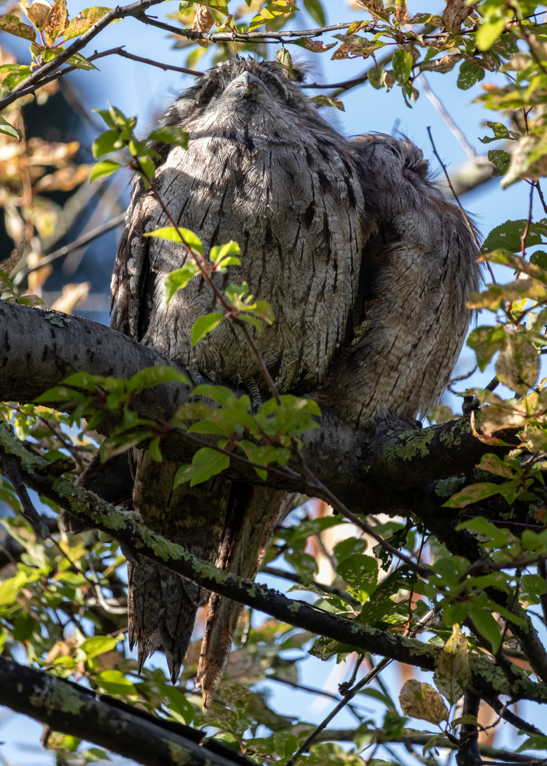Two large birds roosting in a tree. Their feathers are coloured very much like the tree's bark