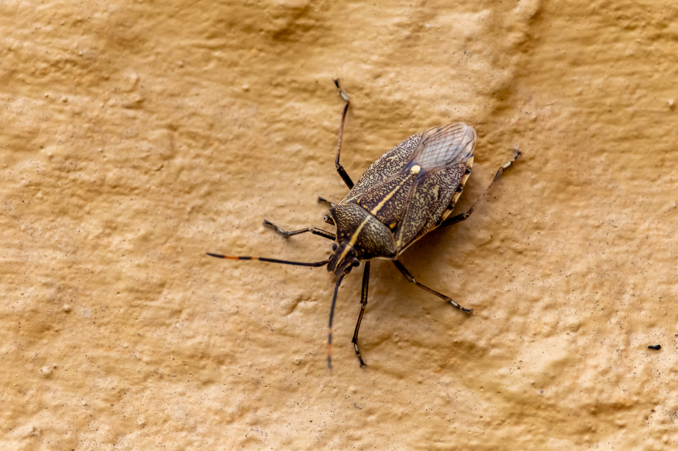 A brown insect clinging to yellow painted brick