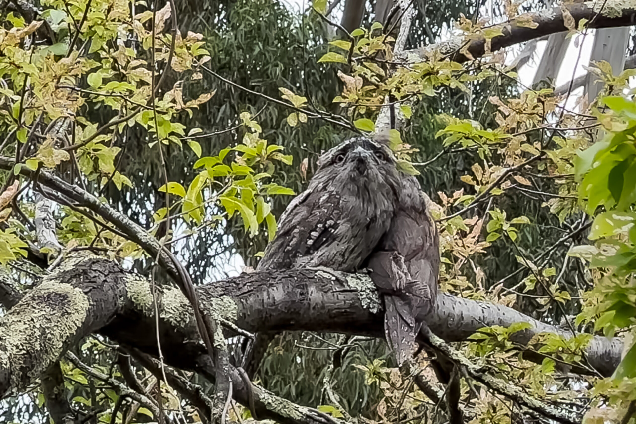 Two birds that look camouflaged in a tree