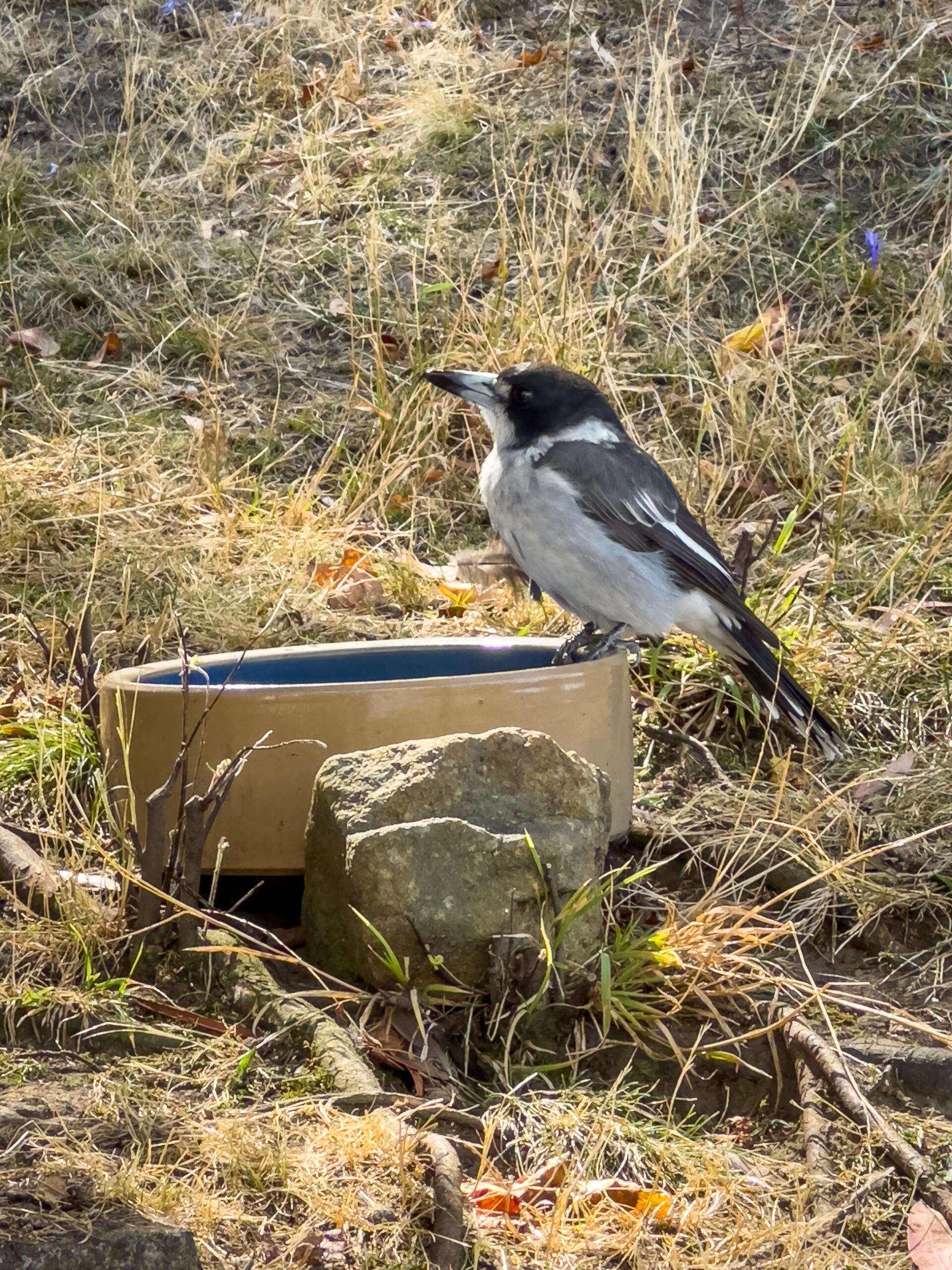 A black and grey bird with a long beak sits on a water bowl on the ground