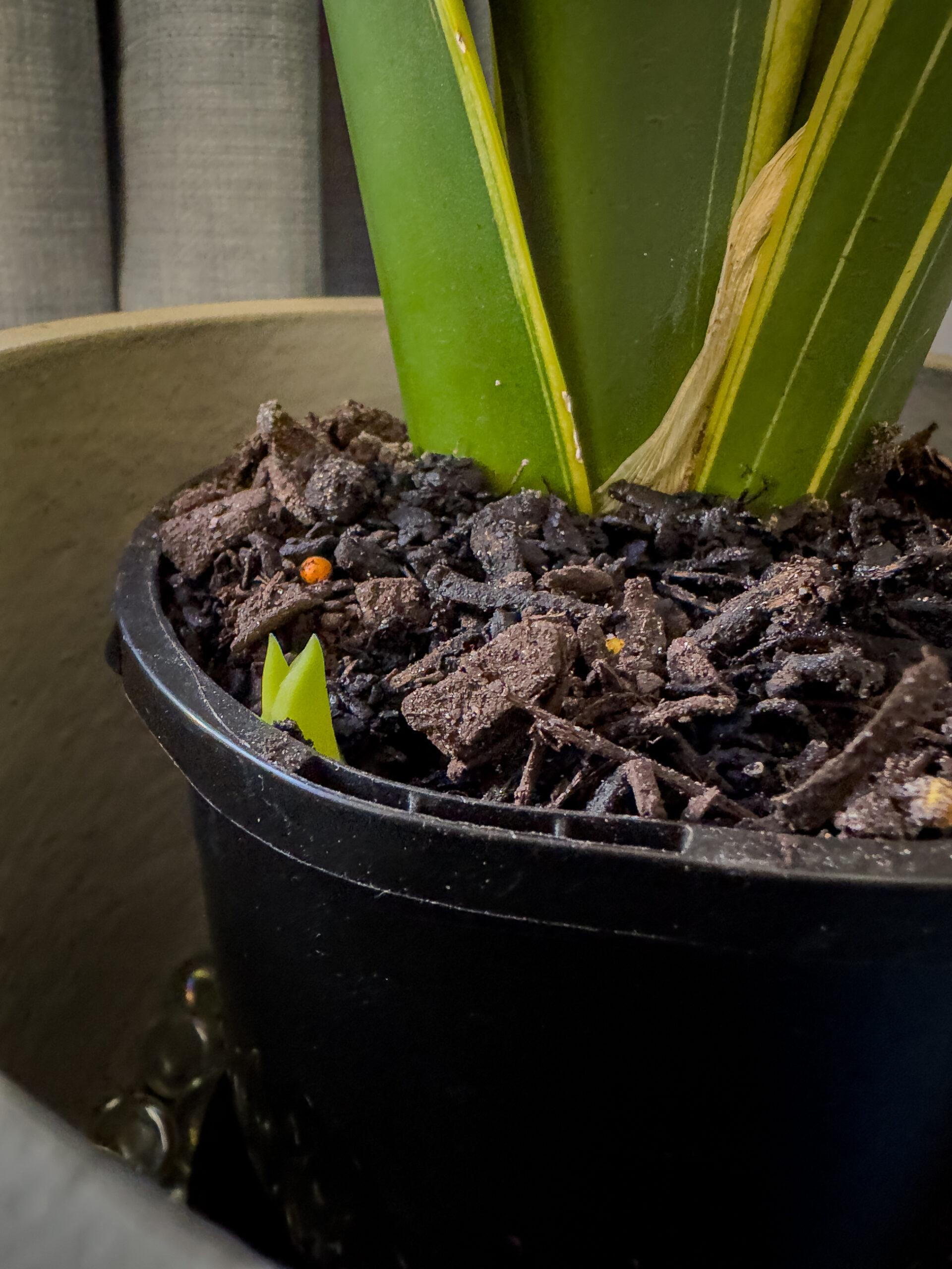 A plant with thick green leaves growing in a black plastic pot. A new leaf is starting to emerge from the soil