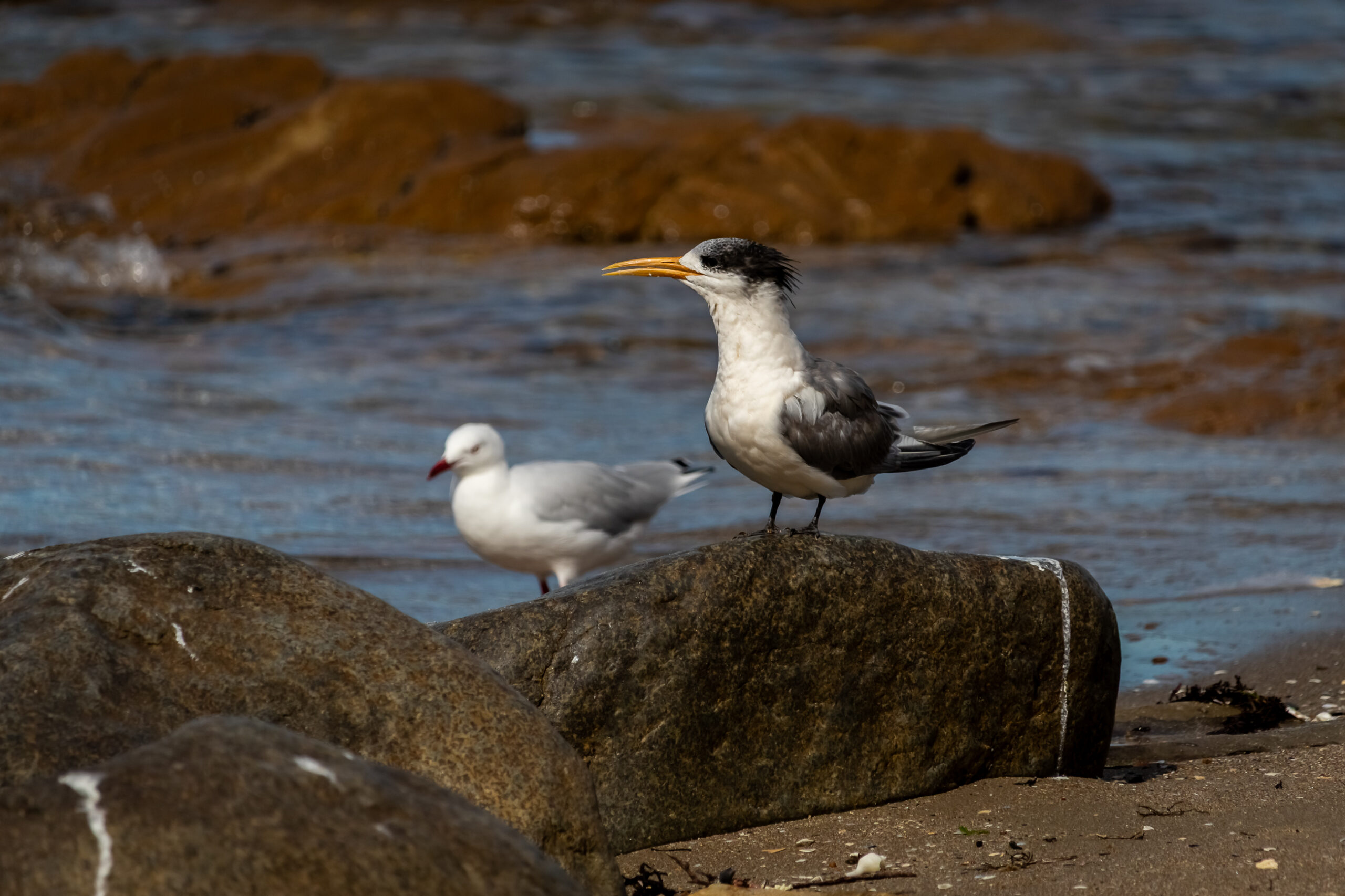 A black and white seabird with a long beak, standing on a rock