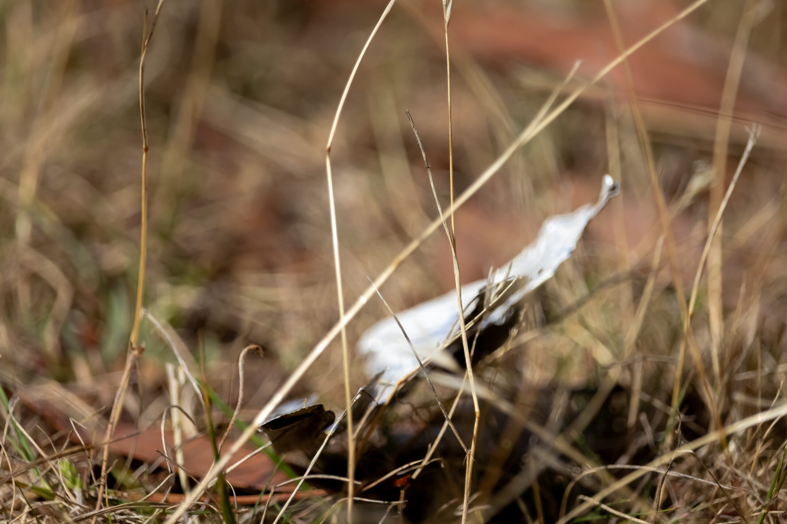 a piece of plastic litter in among some long dried grass
