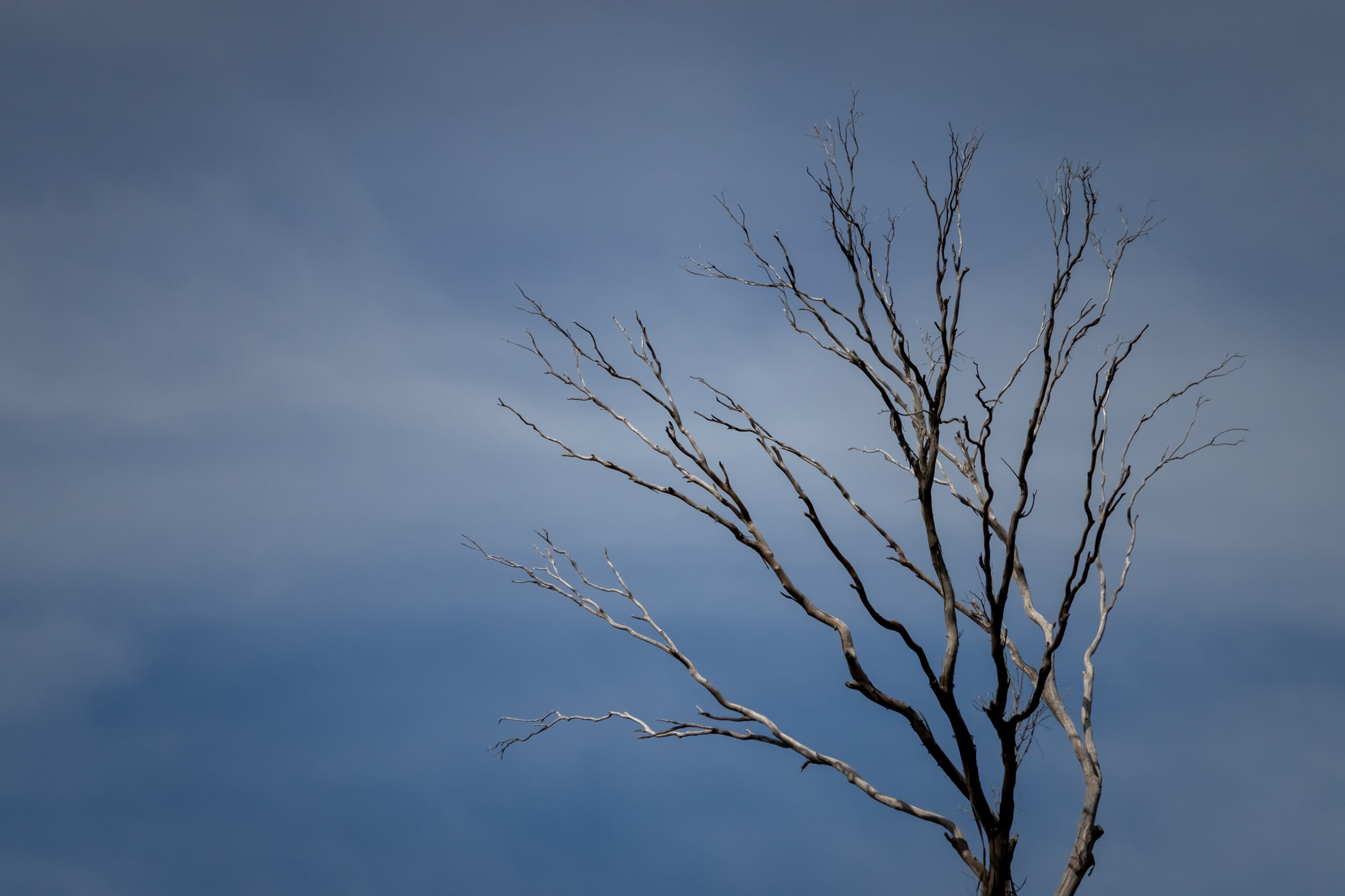 Dead tree against blue sky